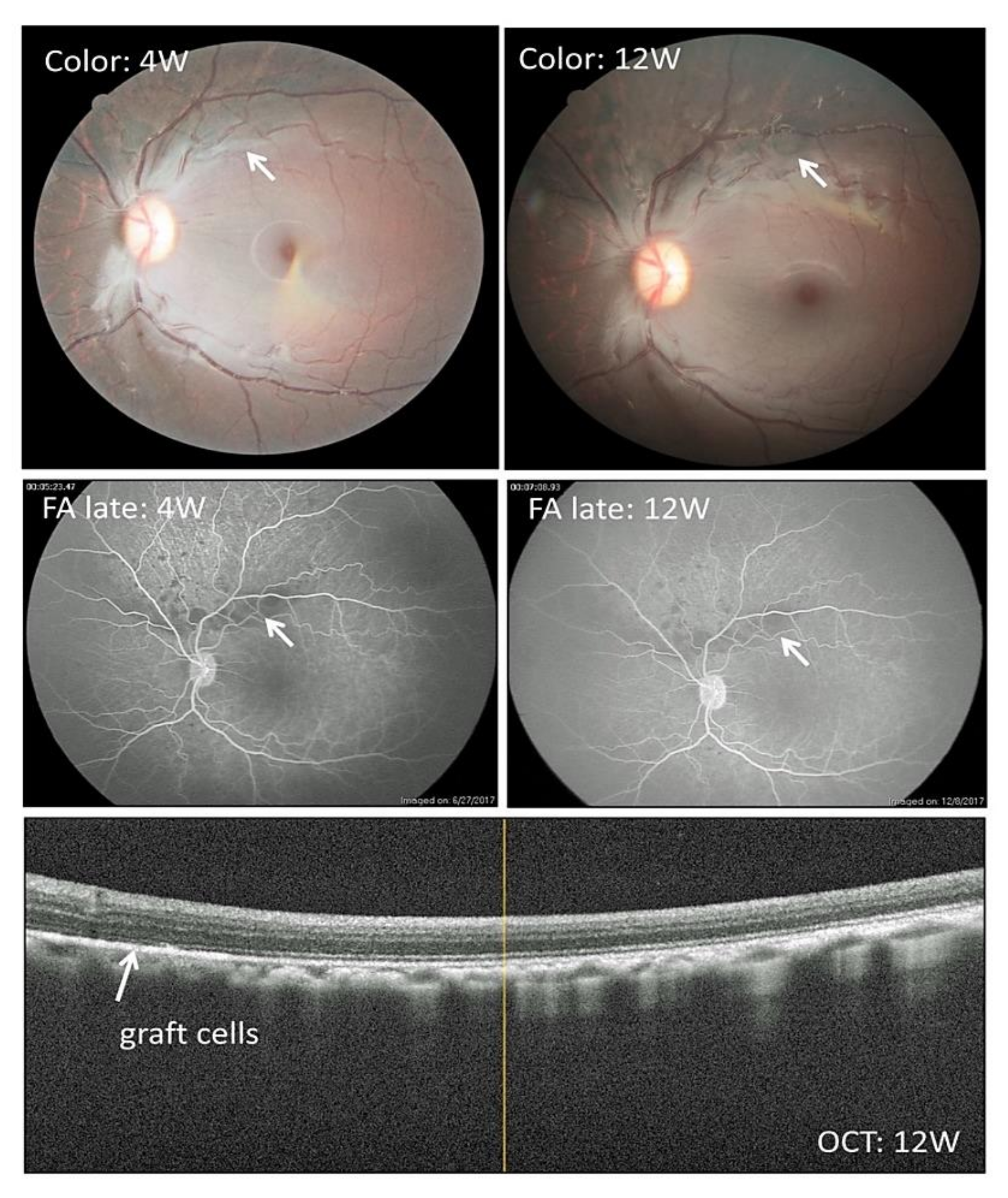 Ijms 22 03237 g005 Ijms 22 03237 g005