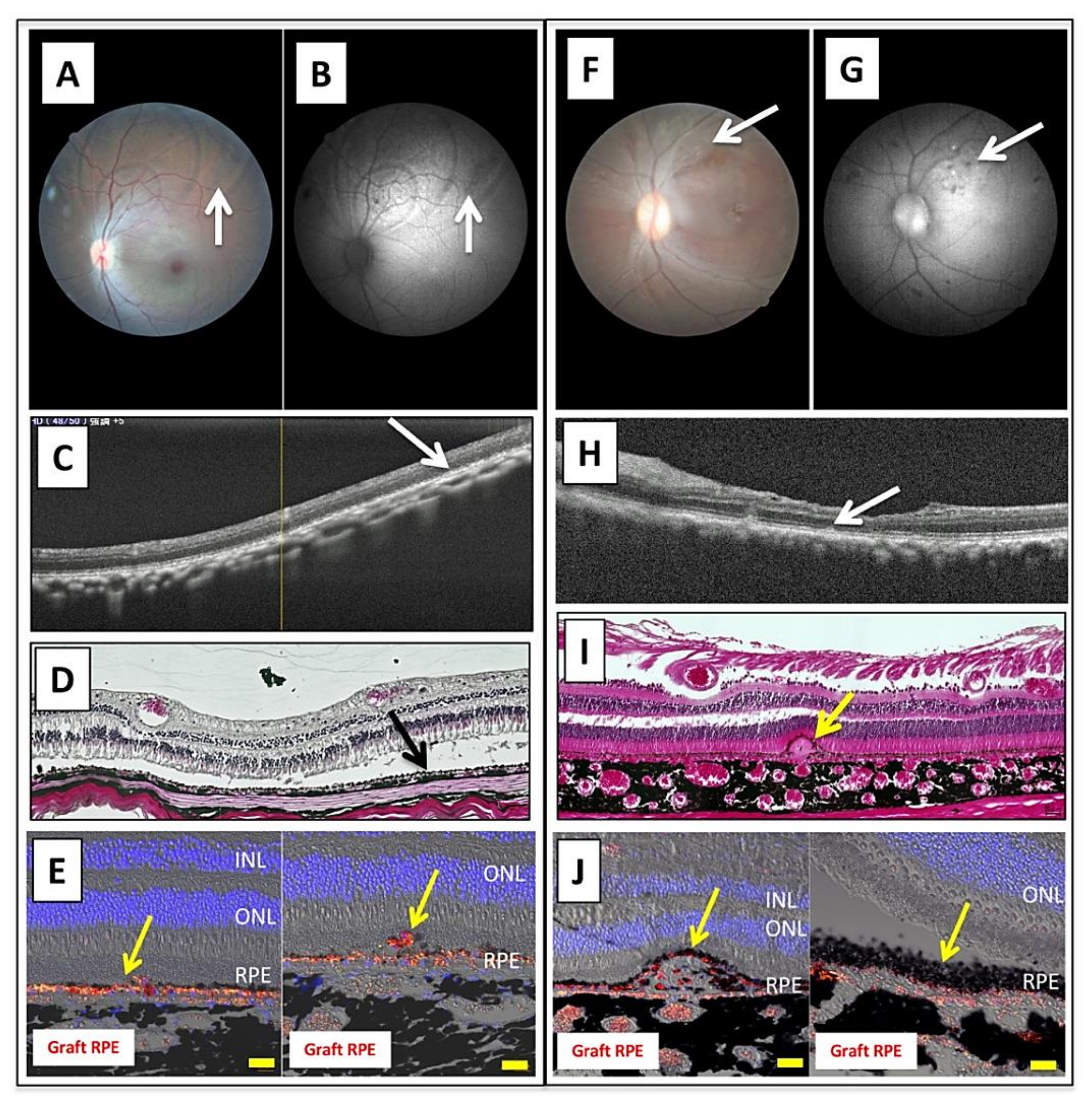 Ijms 22 03237 g007 Ijms 22 03237 g007