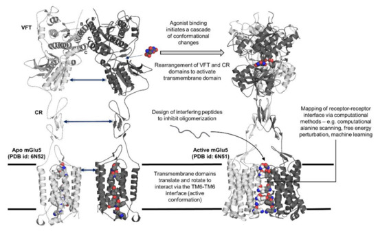 Structural Characterization of Receptor–Receptor Interactions in 