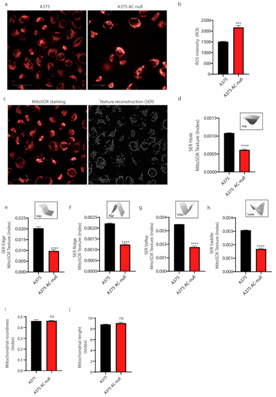 Ijms 22 03247 g005 Ijms 22 03247 g005