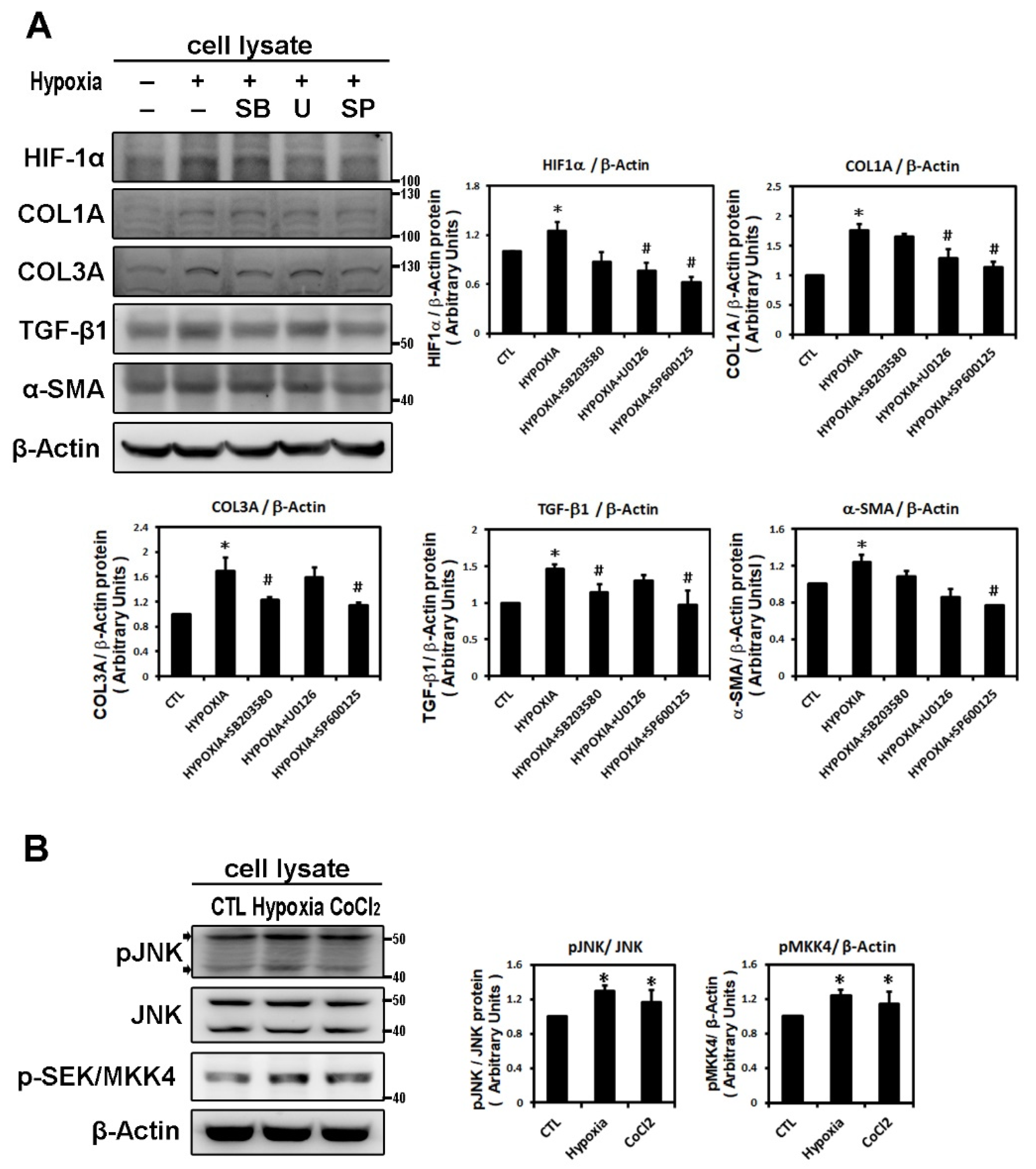 Ijms 22 03249 g002a Ijms 22 03249 g002a