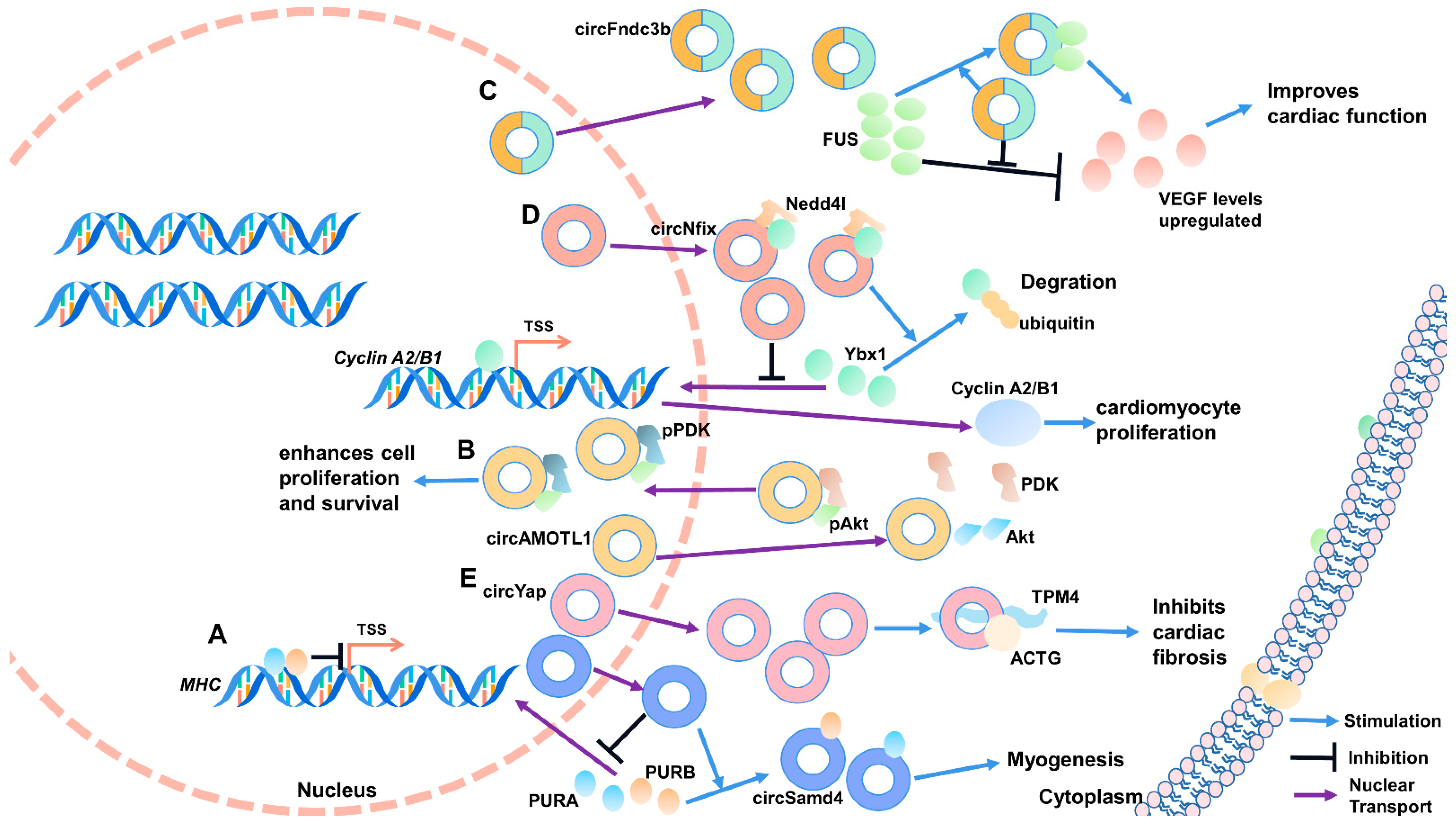Ijms 22 03262 g003 Ijms 22 03262 g003