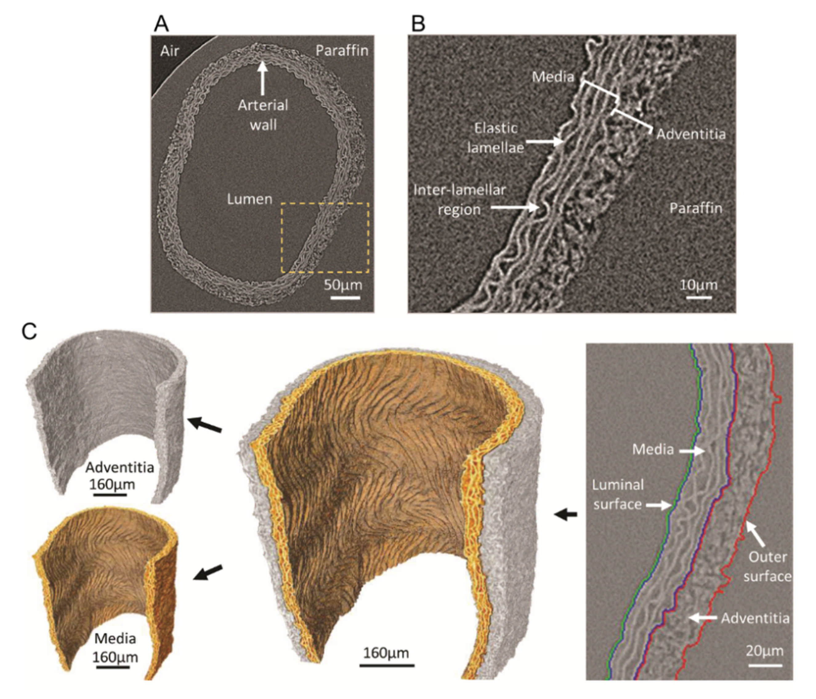 Ijms 22 03263 g008 Ijms 22 03263 g008