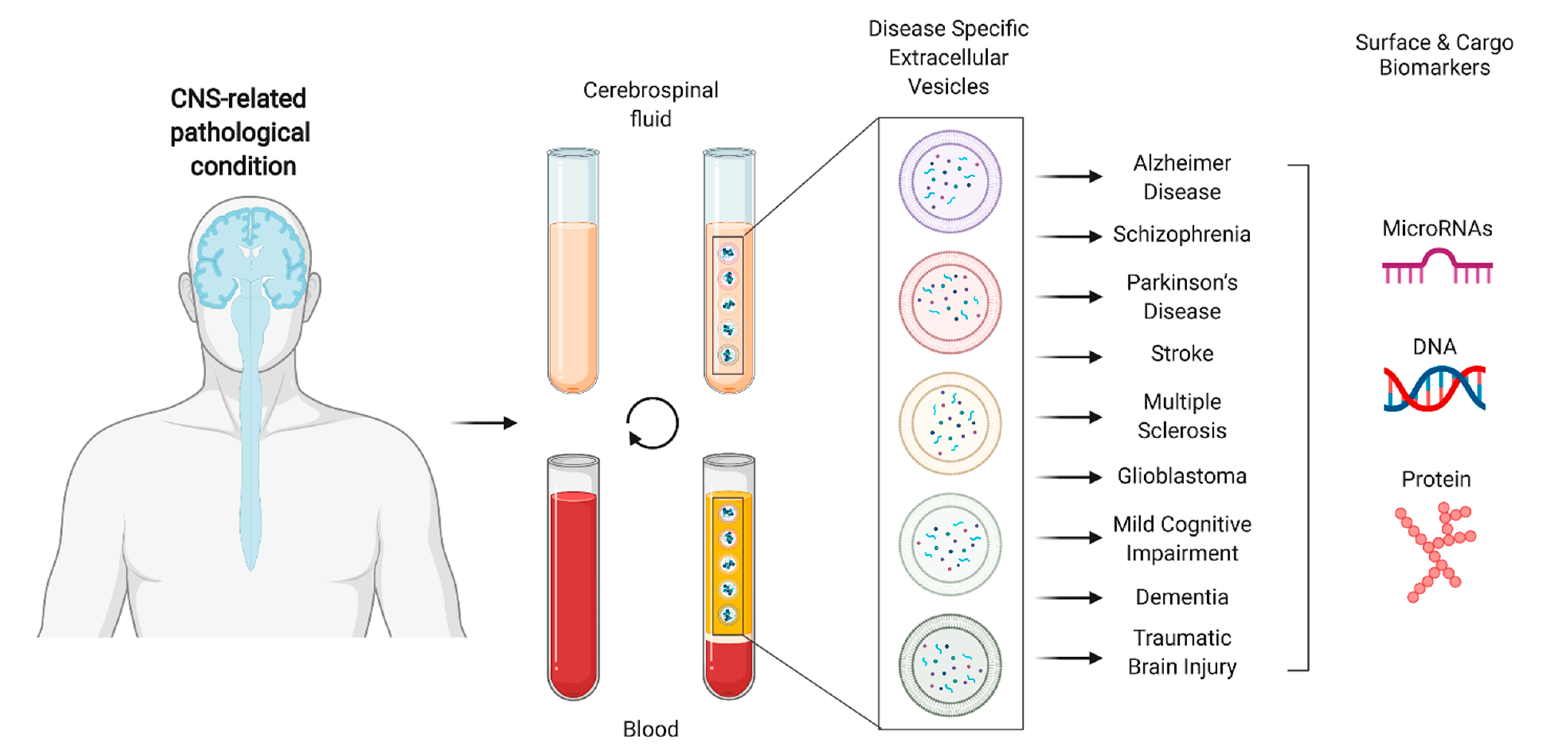 Ijms 22 03267 g003 Ijms 22 03267 g003