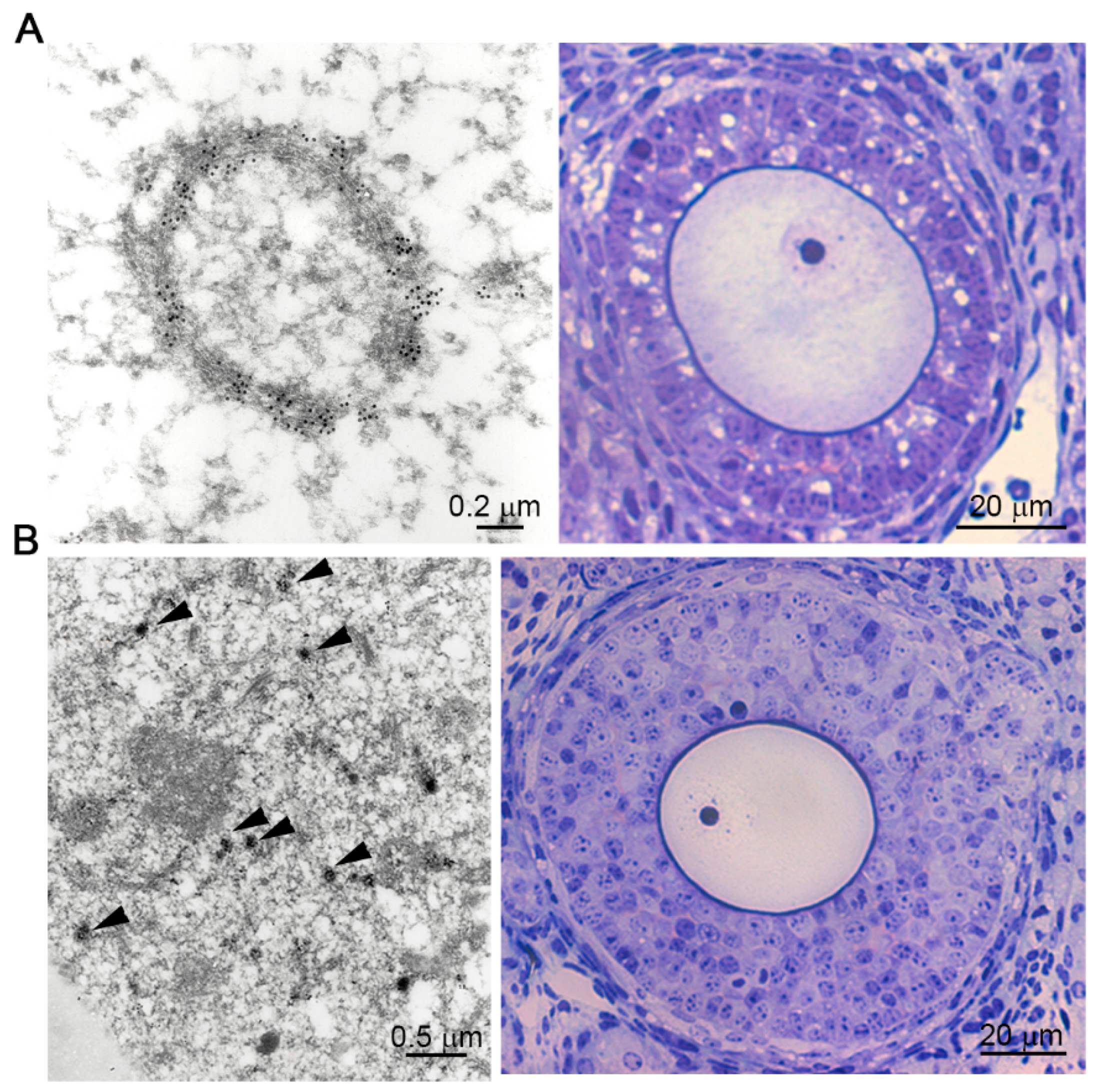 Ijms 22 03276 g004 Ijms 22 03276 g004