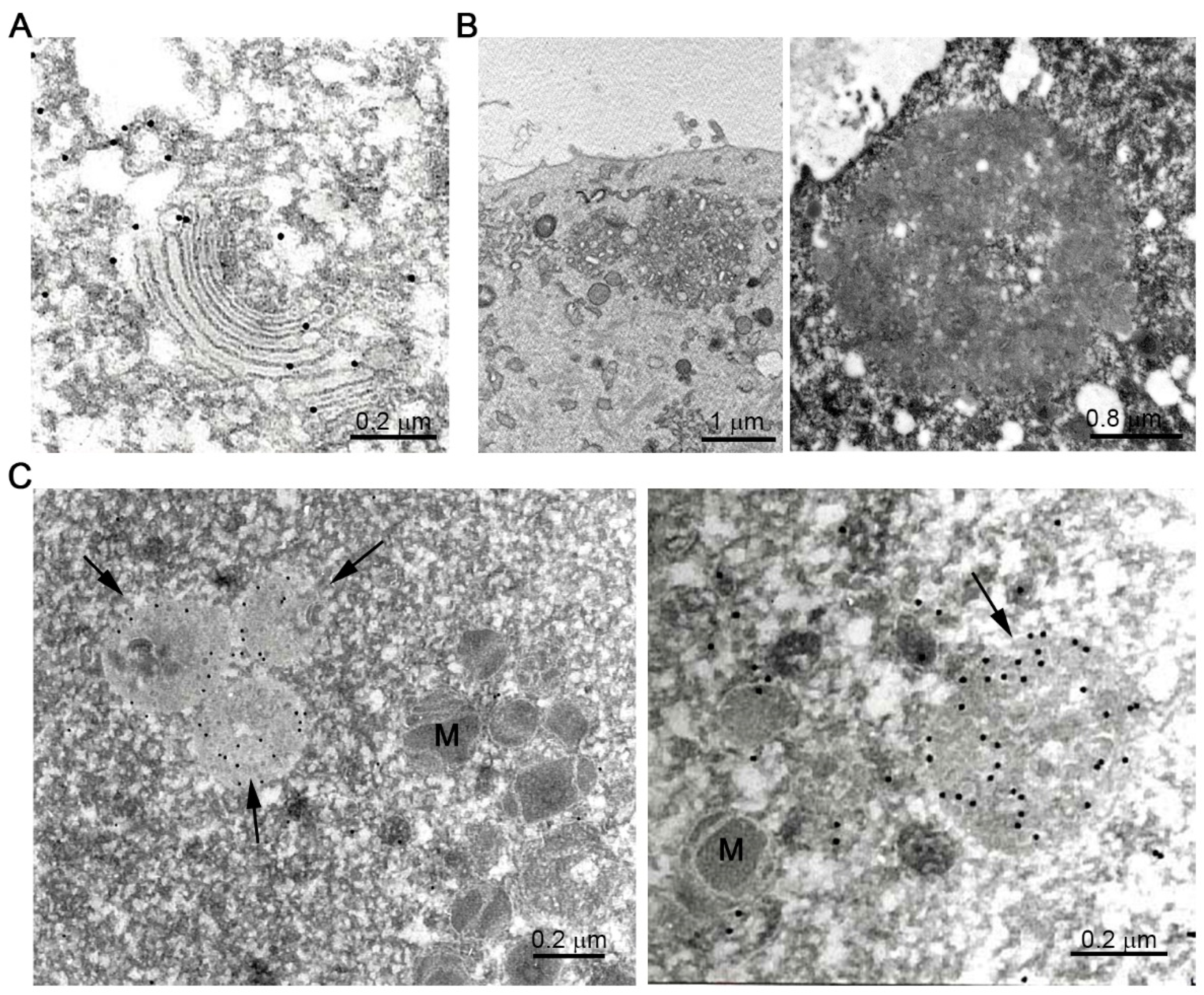 Ijms 22 03276 g005 Ijms 22 03276 g005