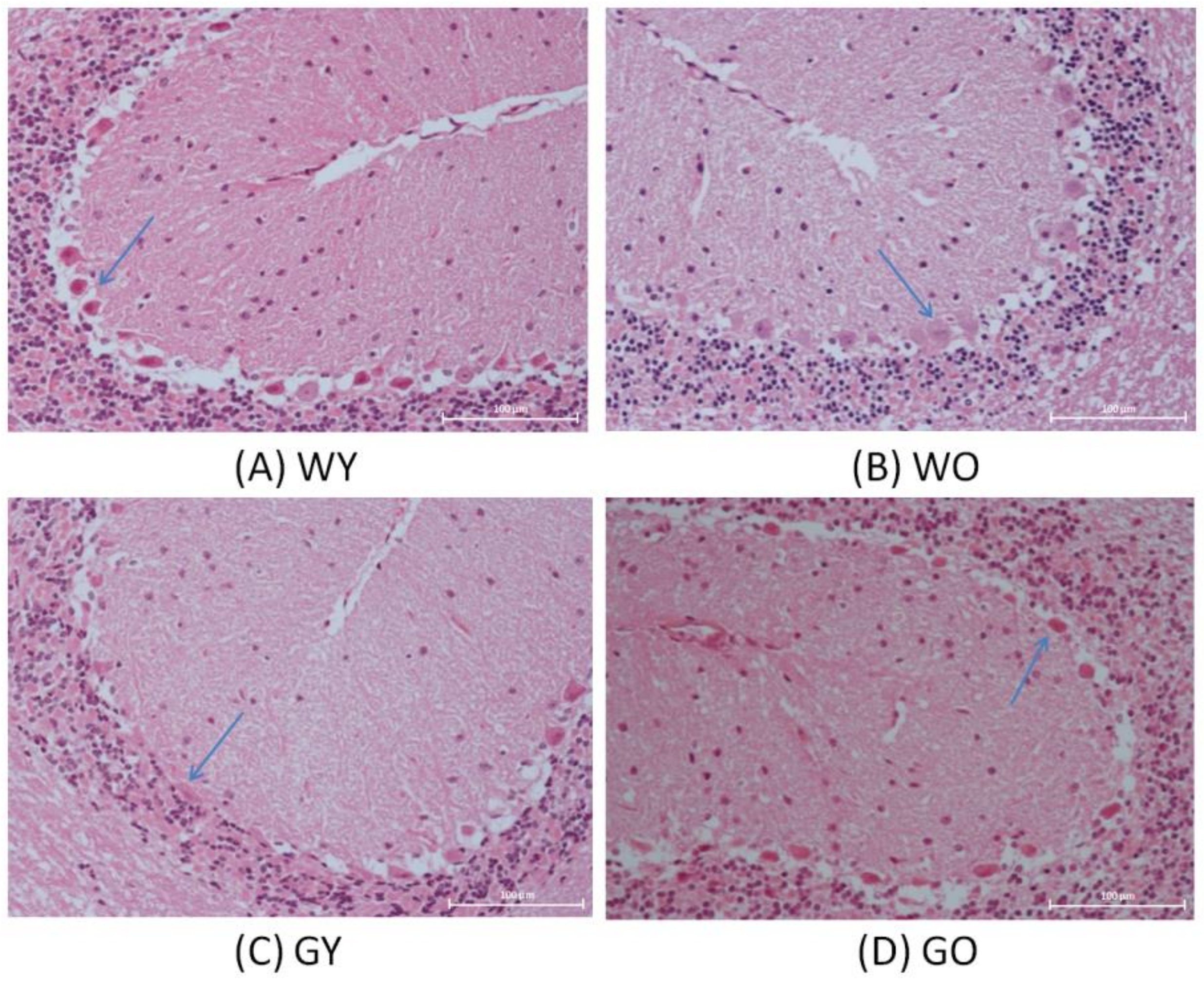 Ijms 22 03278 g001 Ijms 22 03278 g001