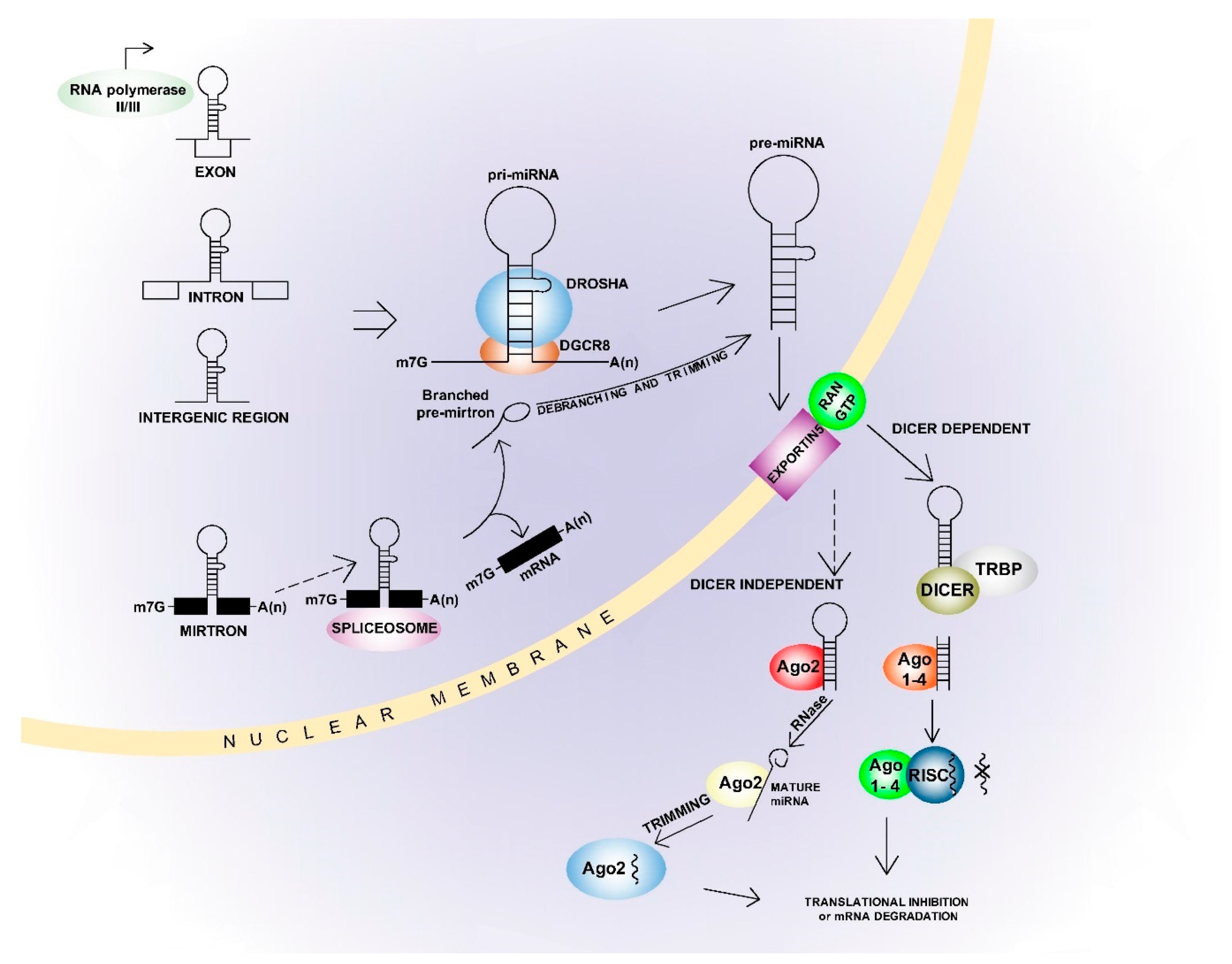 Frontiers  MicroRNAs, long non-coding RNAs, and circular RNAs and