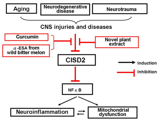 Ijms Free Full Text Beneficial Impacts Of Alpha Eleostearic Acid From Wild Bitter Melon And Curcumin On Promotion Of Cdgsh Iron Sulfur Domain 2 Therapeutic Roles In Cns Injuries And Diseases Html