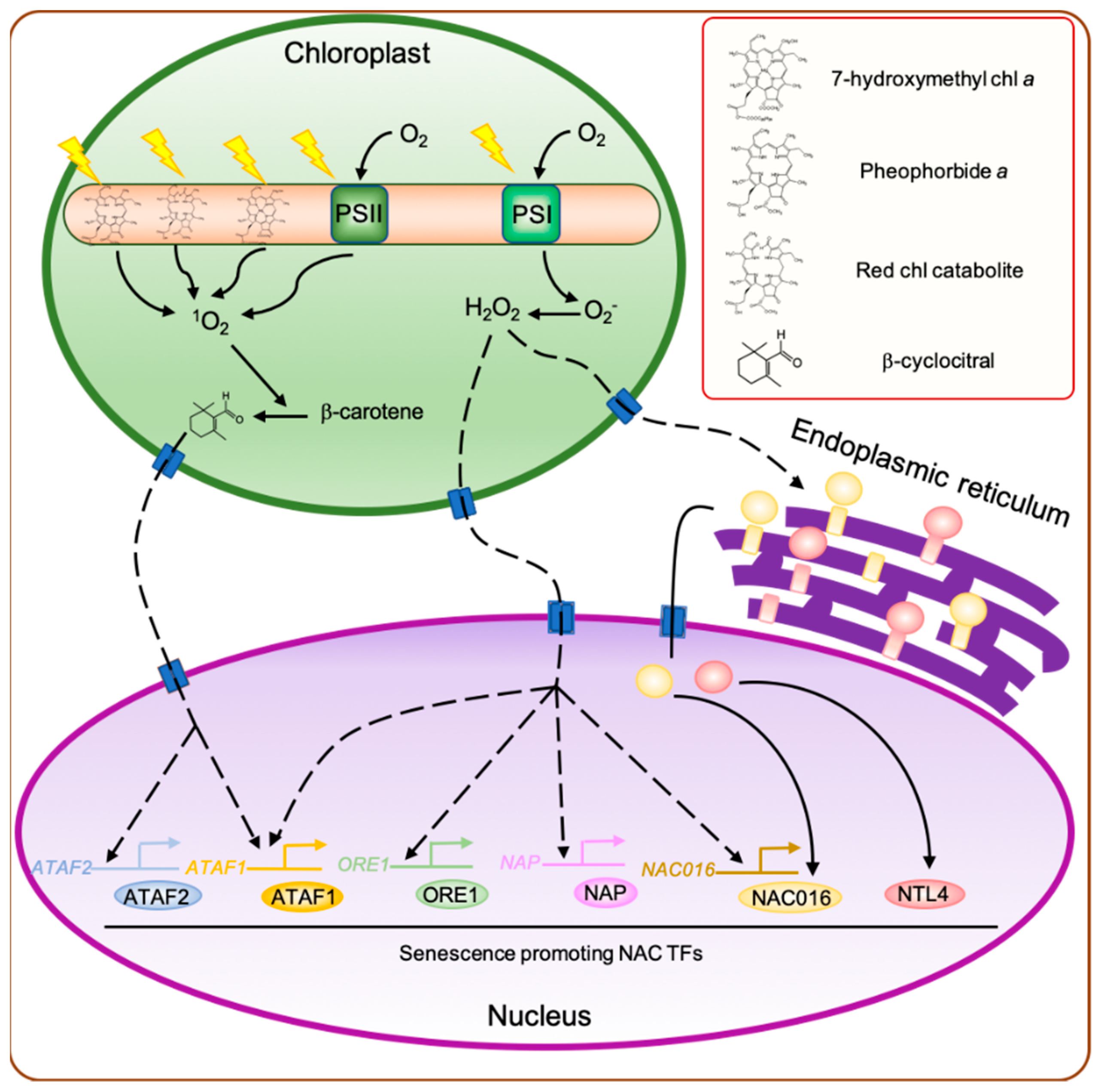 Ijms 22 03291 g001 Ijms 22 03291 g001