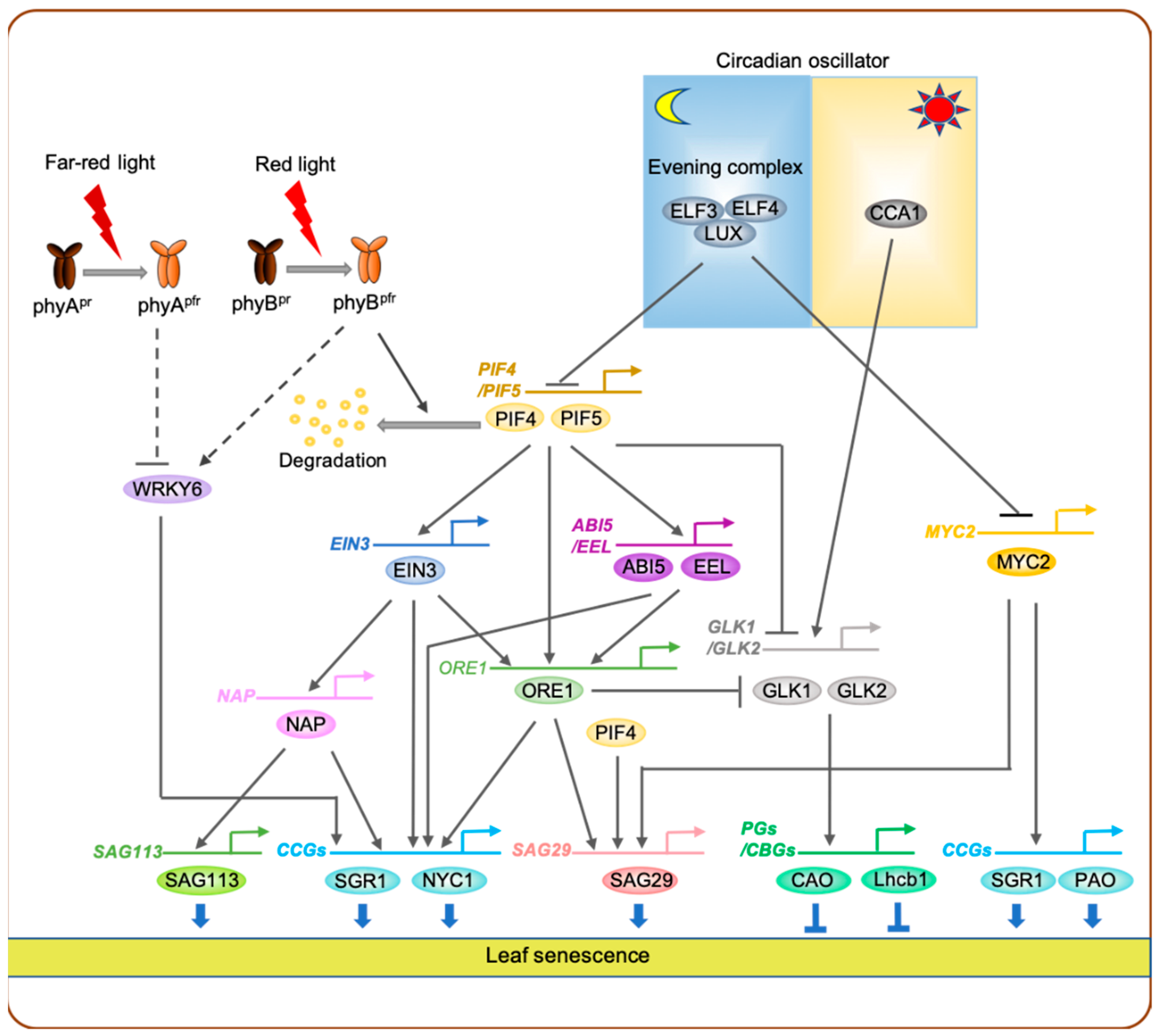 Ijms 22 03291 g002 Ijms 22 03291 g002