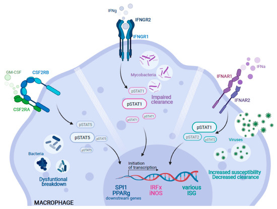Beyond “Big Eaters”: The Versatile Role of Alveolar Macrophages in ...