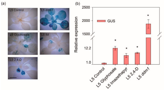 Ijms Free Full Text Insights Into The Role Of Transcriptional Gene Silencing In Response To Herbicide Treatments In Arabidopsis Thaliana Html