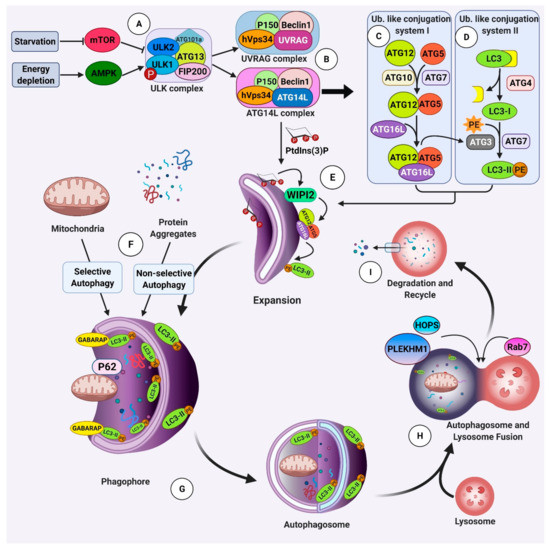 Alzheimer’s Disease Pathogenesis: Role of Autophagy and Mitophagy ...