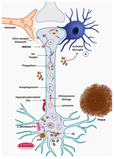 Alzheimer’s Disease Pathogenesis: Role of Autophagy and Mitophagy ...
