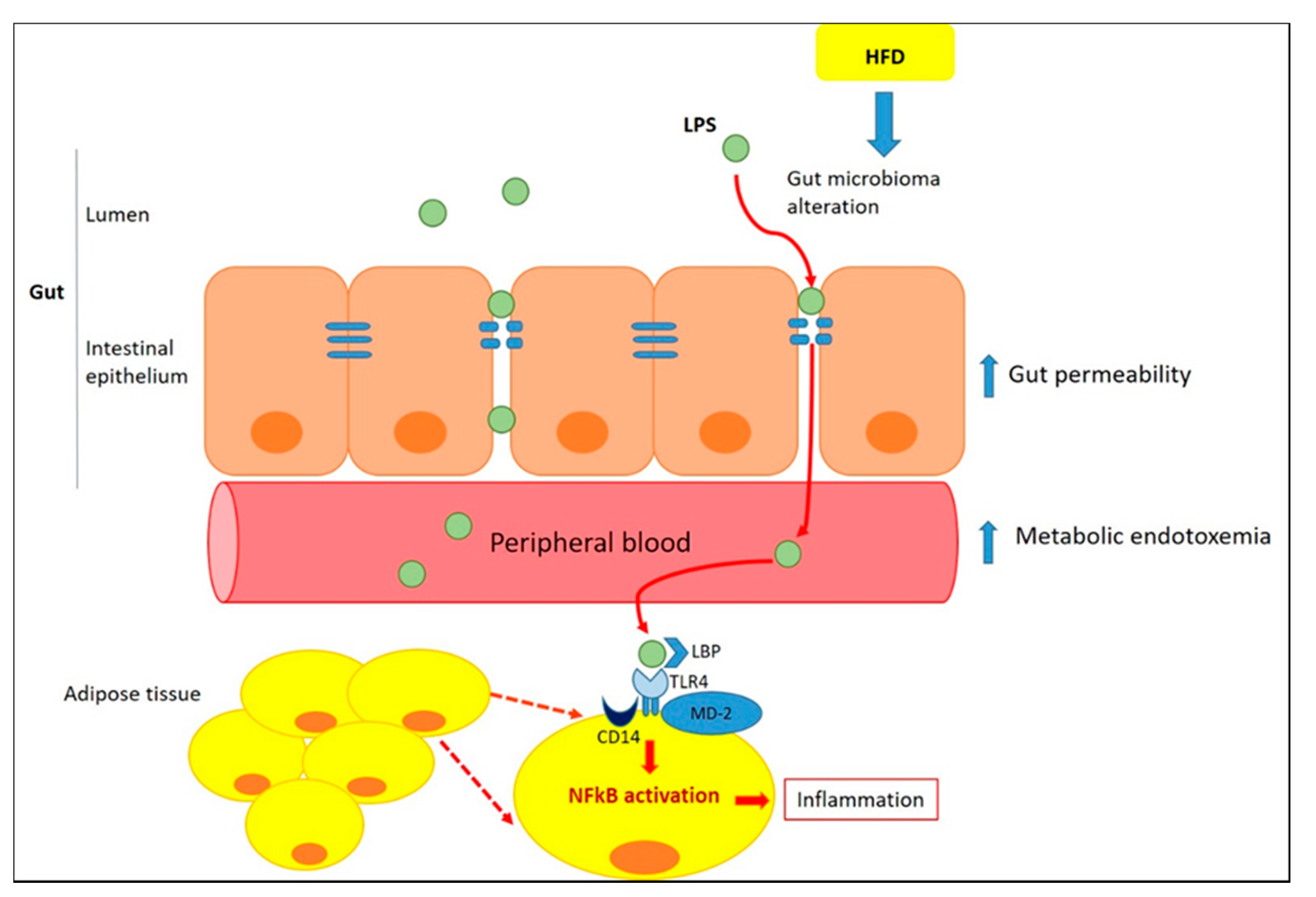 Azione molmed hotsell