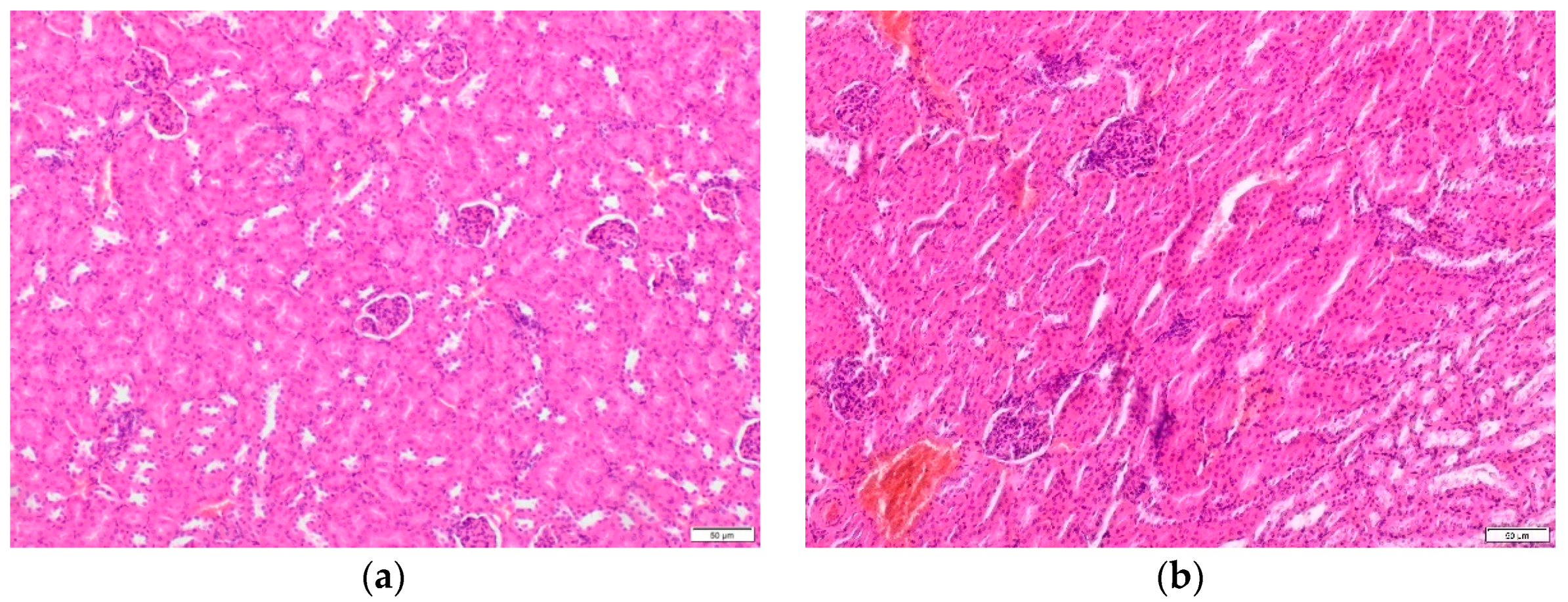 Ijms 22 03358 g002 Ijms 22 03358 g002