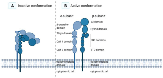 IJMS | Free Full-Text | Exogenous Integrin αIIbβ3 Inhibitors Revisited ...
