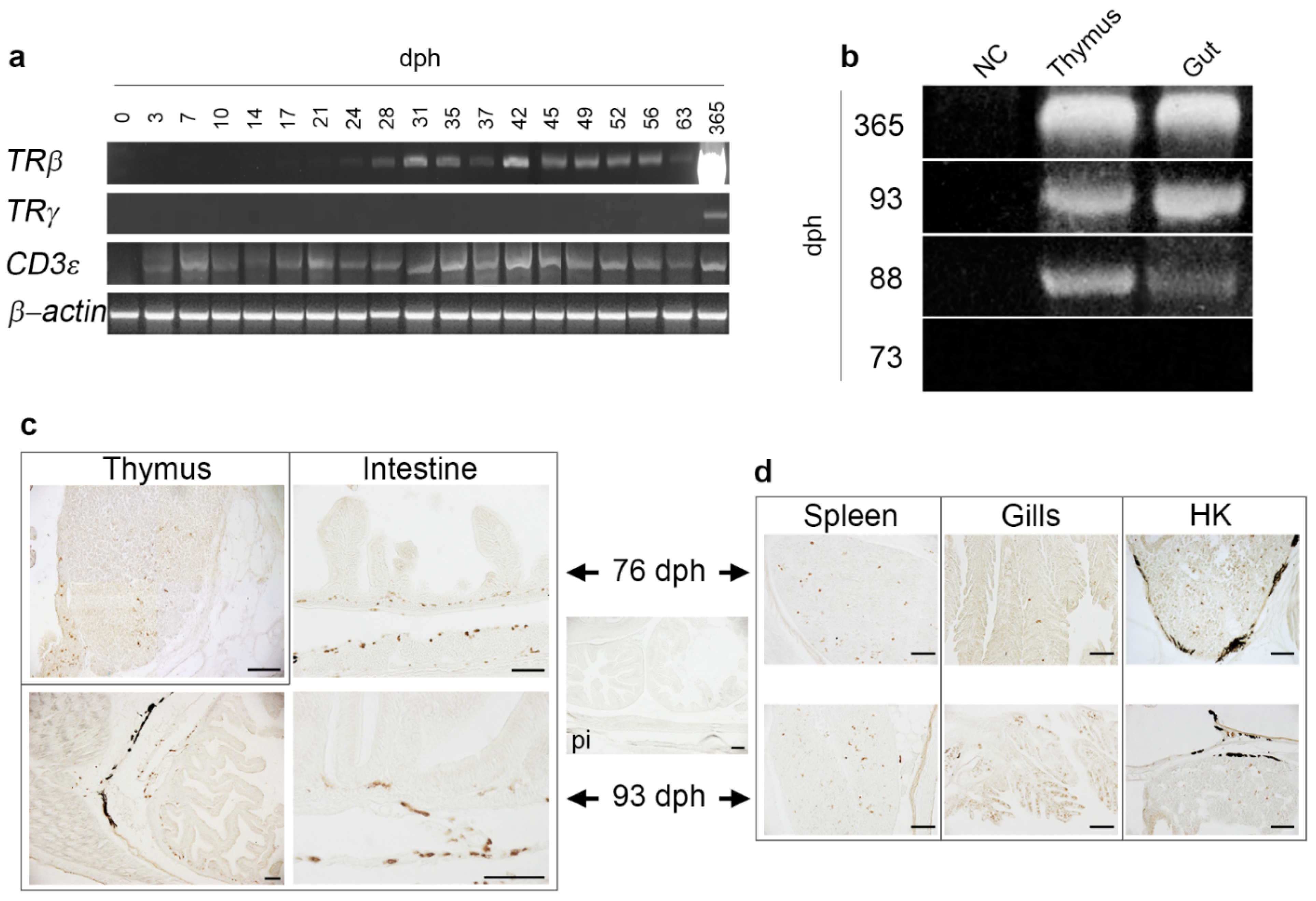 Ijms 22 03376 g002 Ijms 22 03376 g002