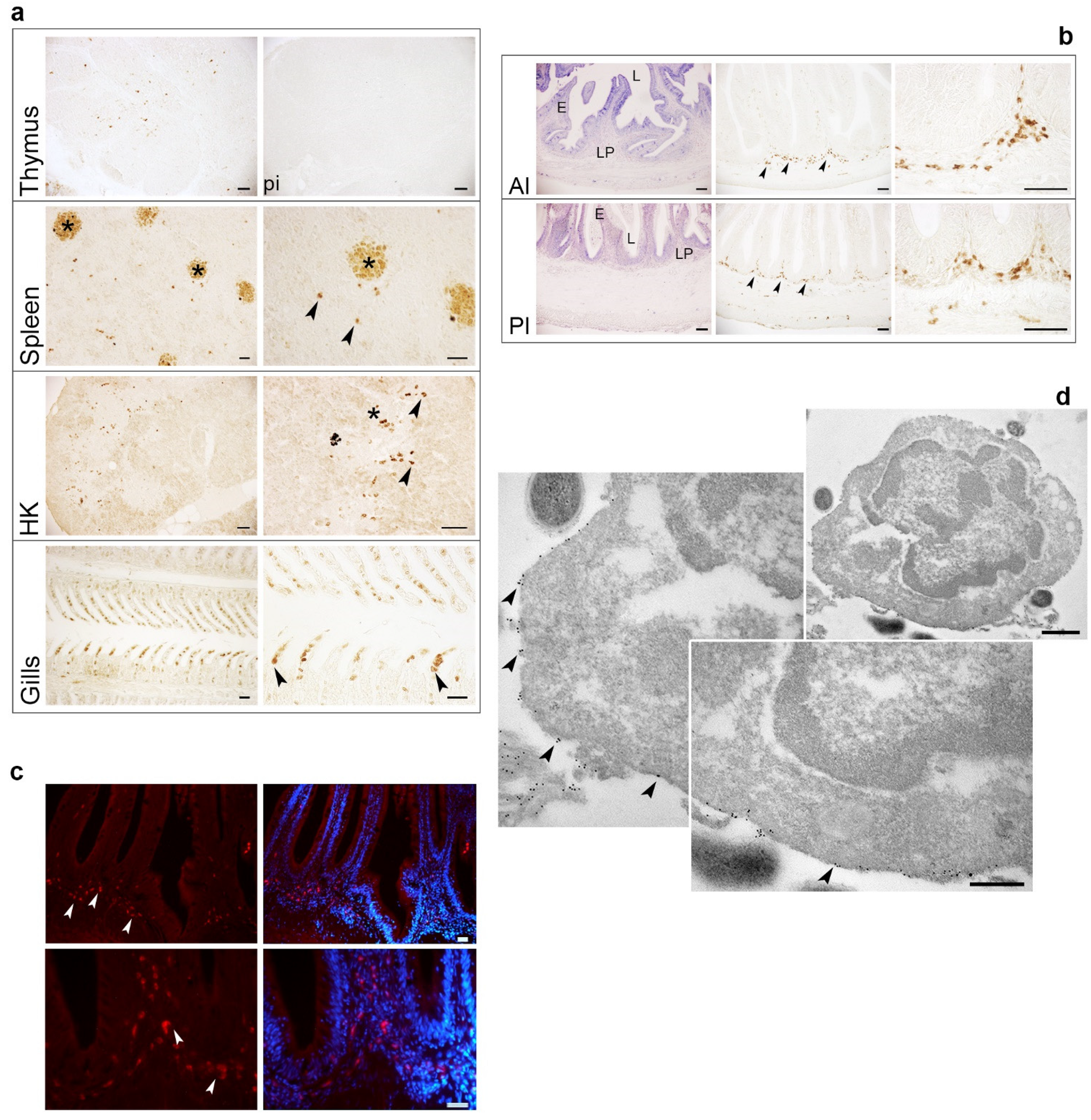 Ijms 22 03376 g004 Ijms 22 03376 g004