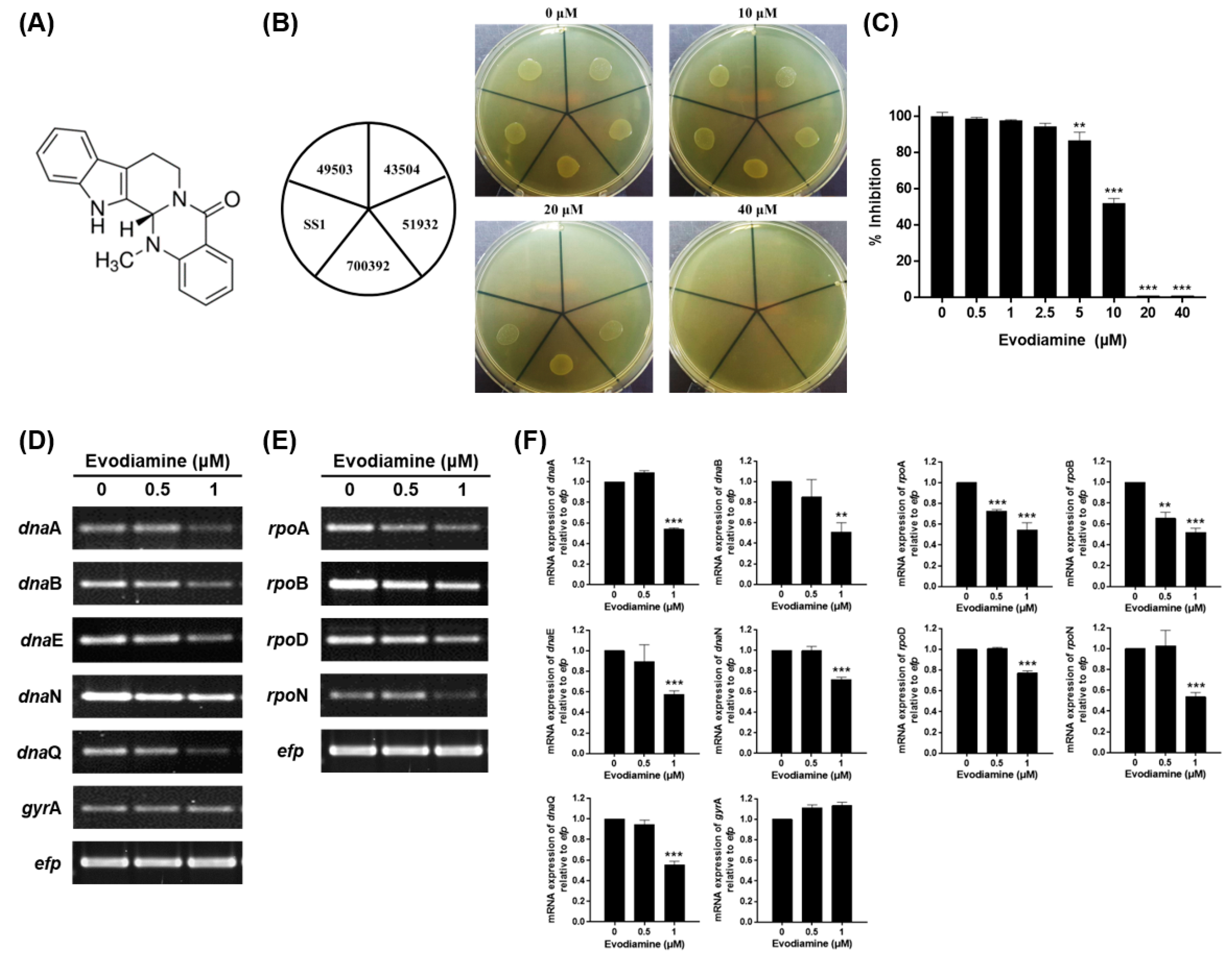Ijms 22 03385 g001 Ijms 22 03385 g001