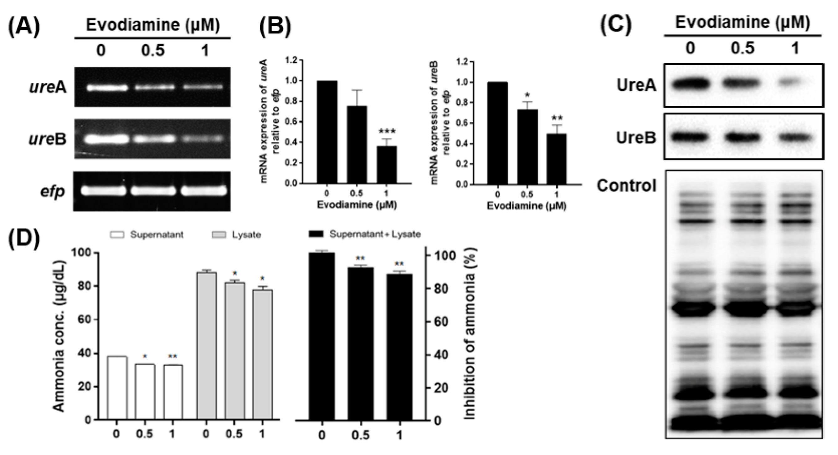 Ijms 22 03385 g002 Ijms 22 03385 g002