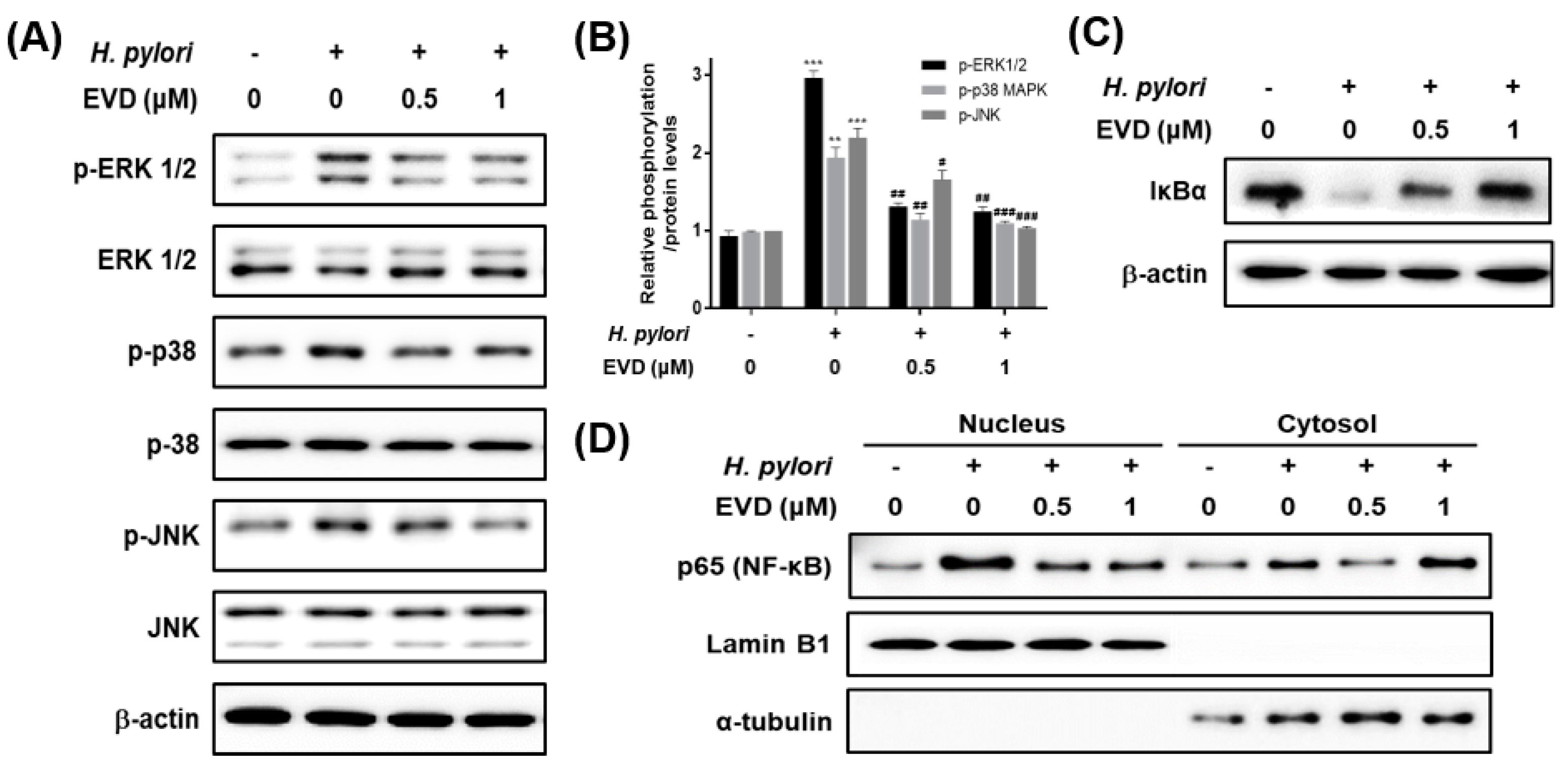 Ijms 22 03385 g004 Ijms 22 03385 g004
