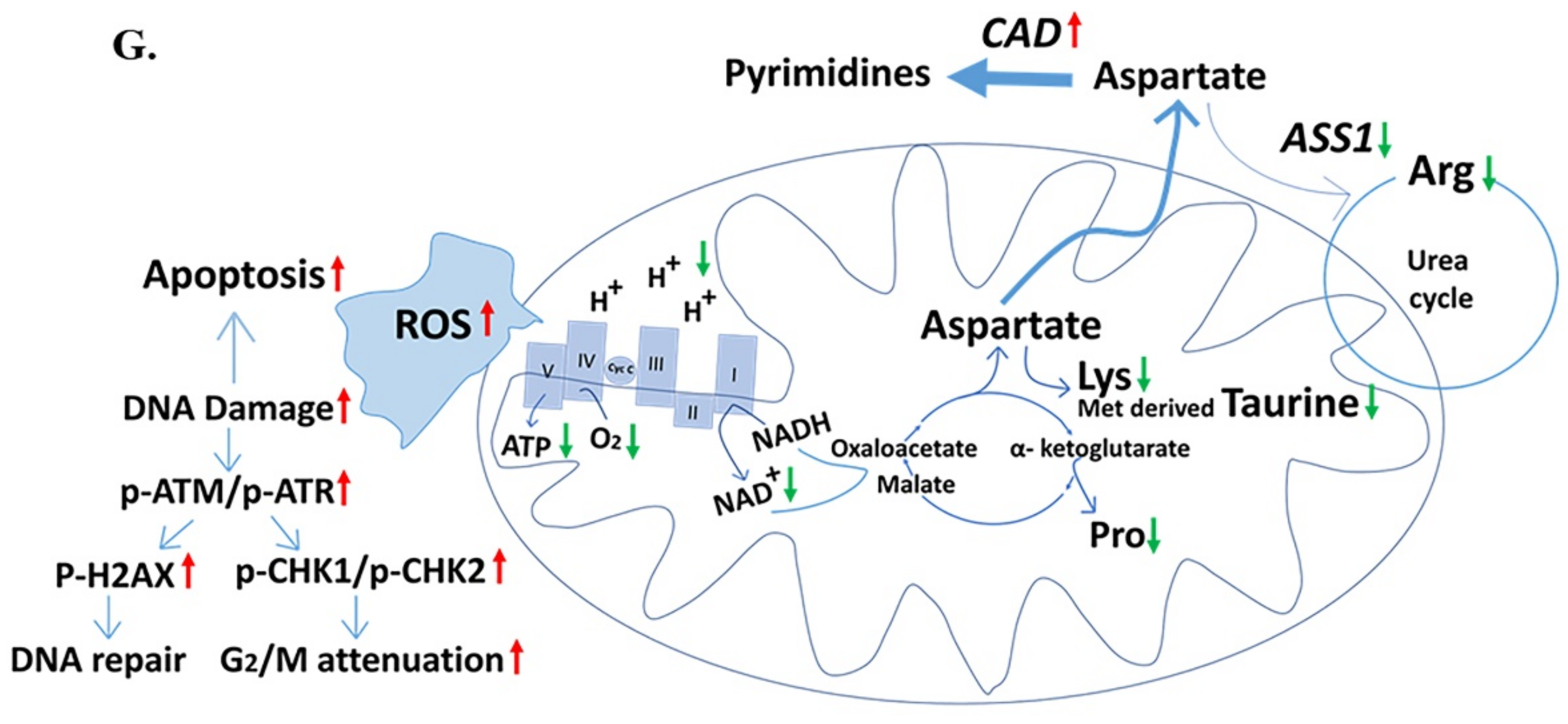 Ijms 22 03387 g007d Ijms 22 03387 g007d