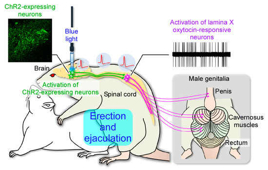 IJMS | Free Full-Text | In Vivo Electrophysiology of Peptidergic Neurons in  Deep Layers of the Lumbar Spinal Cord after Optogenetic Stimulation of  Hypothalamic Paraventricular Oxytocin Neurons in Rats