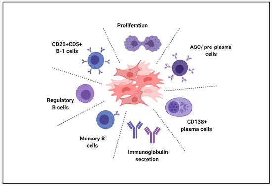 The Role of B Cells in PE Pathophysiology: A Potential