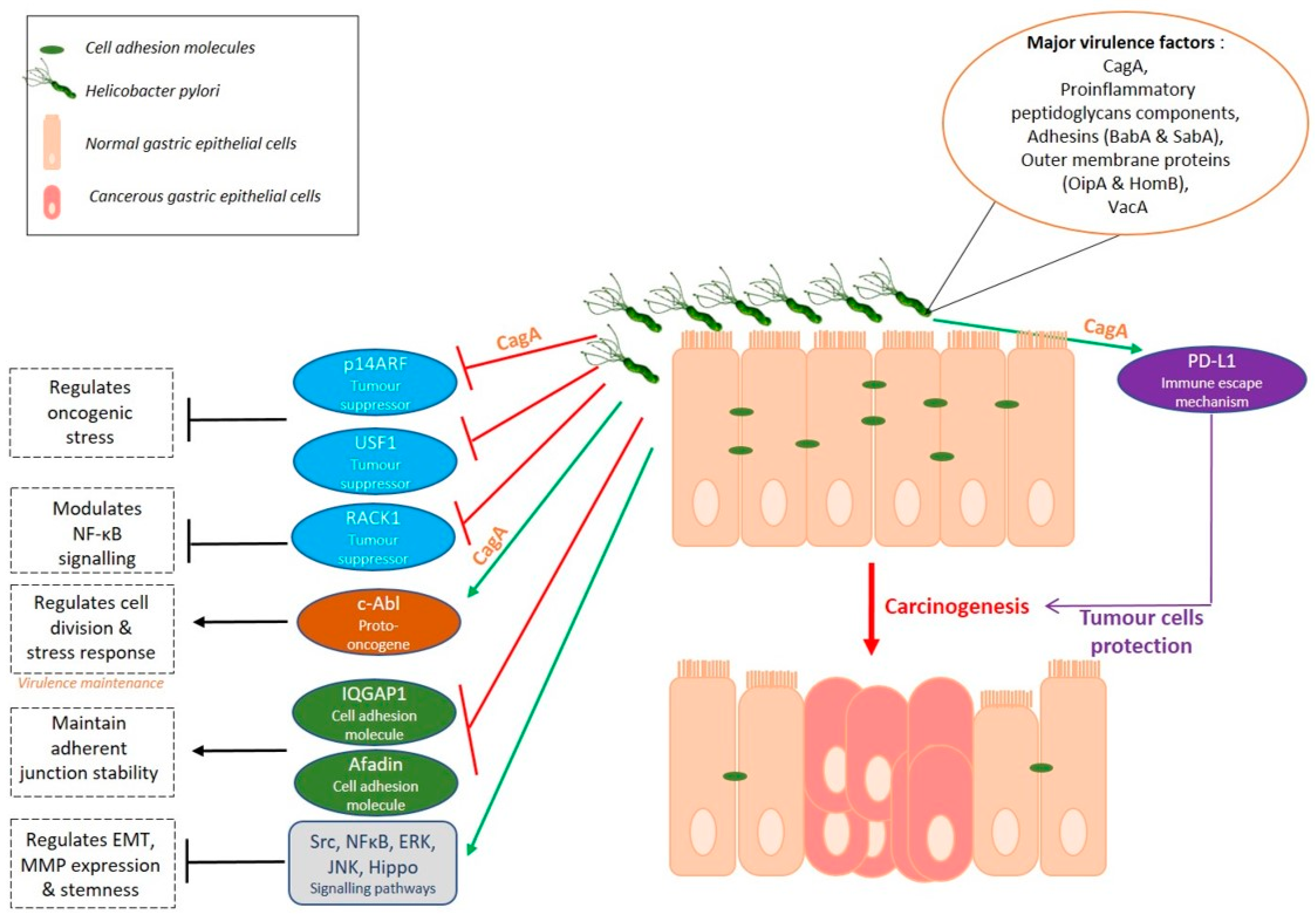 Ijms 22 03418 g002 Ijms 22 03418 g002