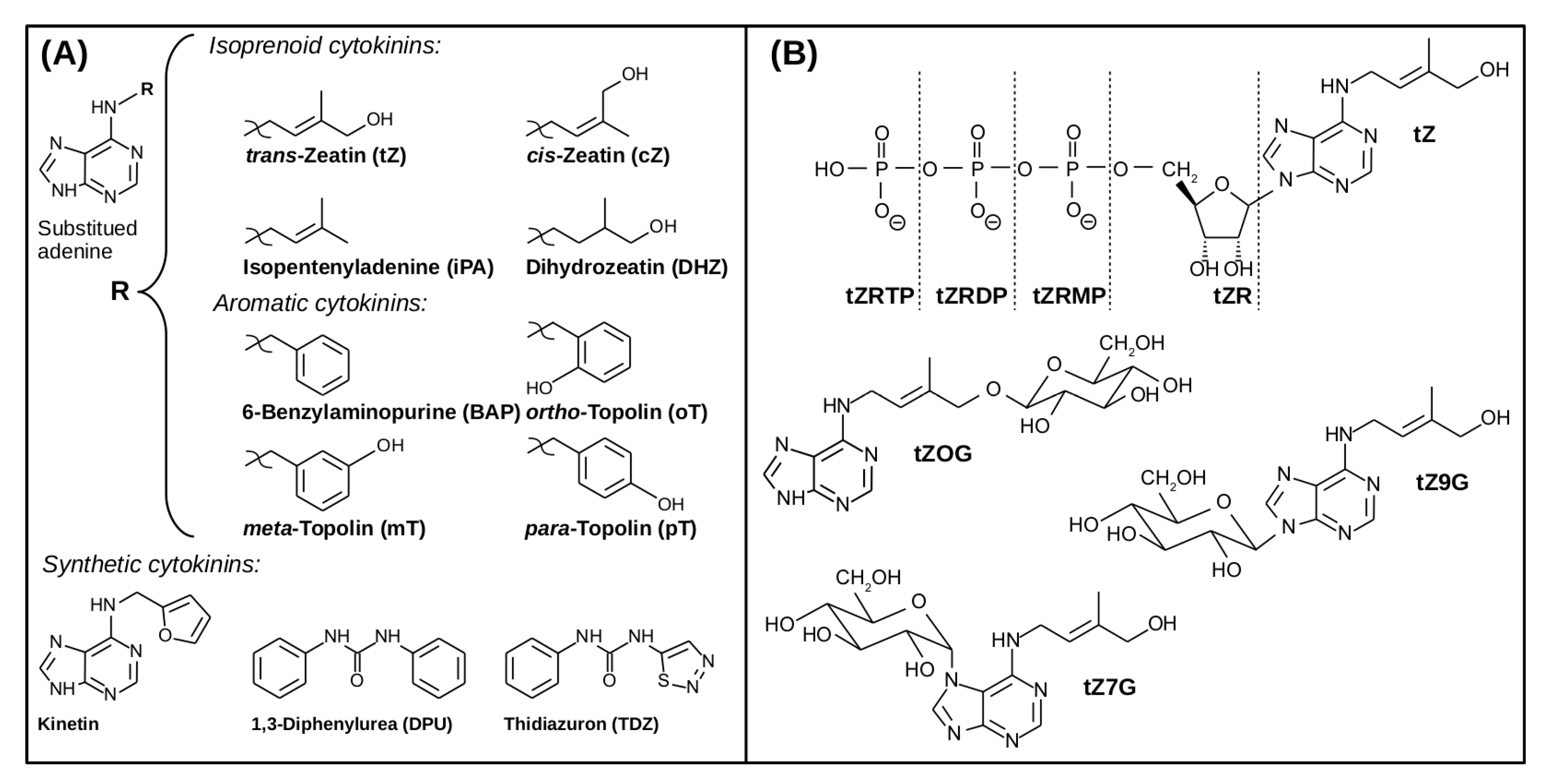 Ijms 22 03428 g001 Ijms 22 03428 g001