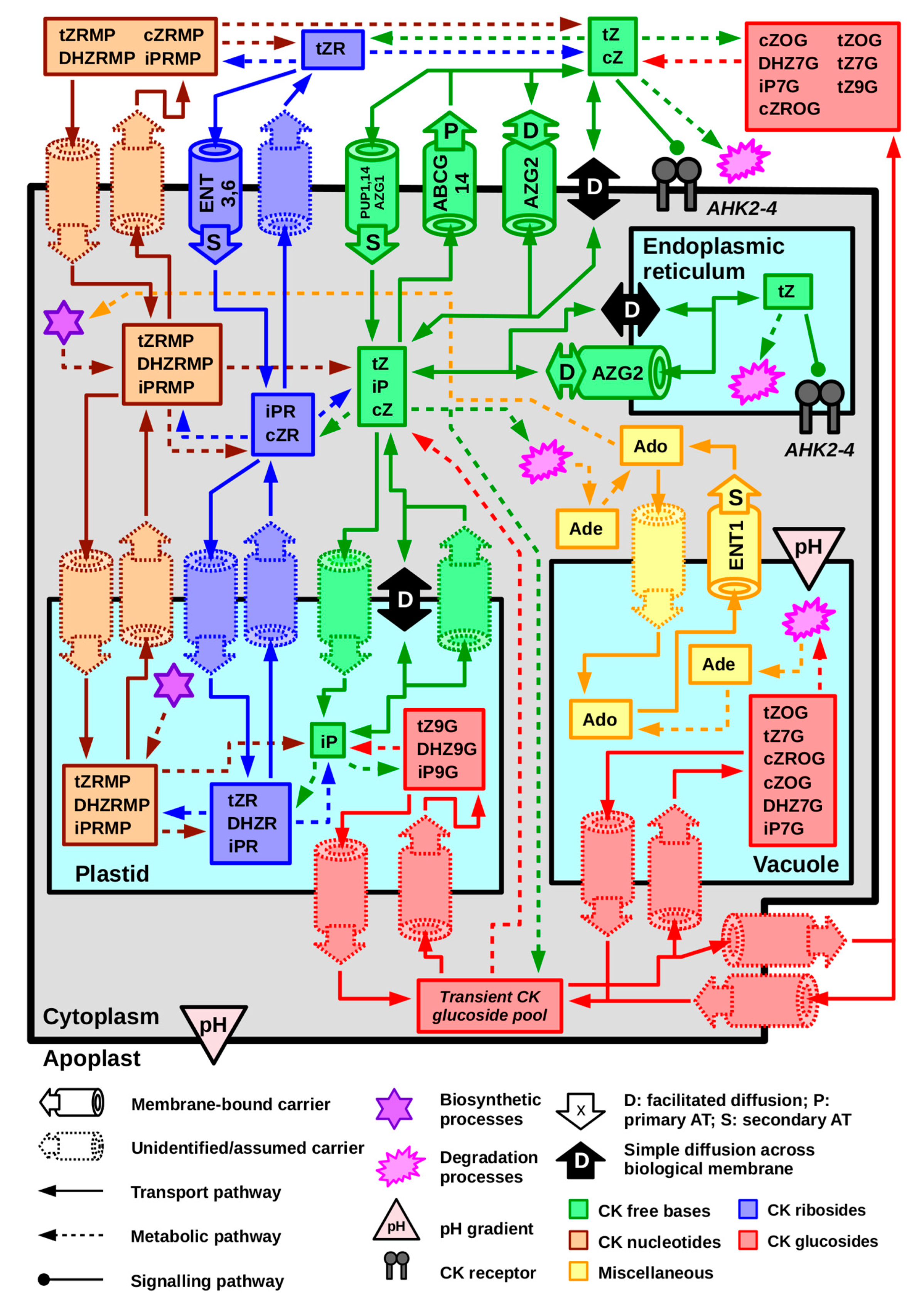 Ijms 22 03428 g004 Ijms 22 03428 g004