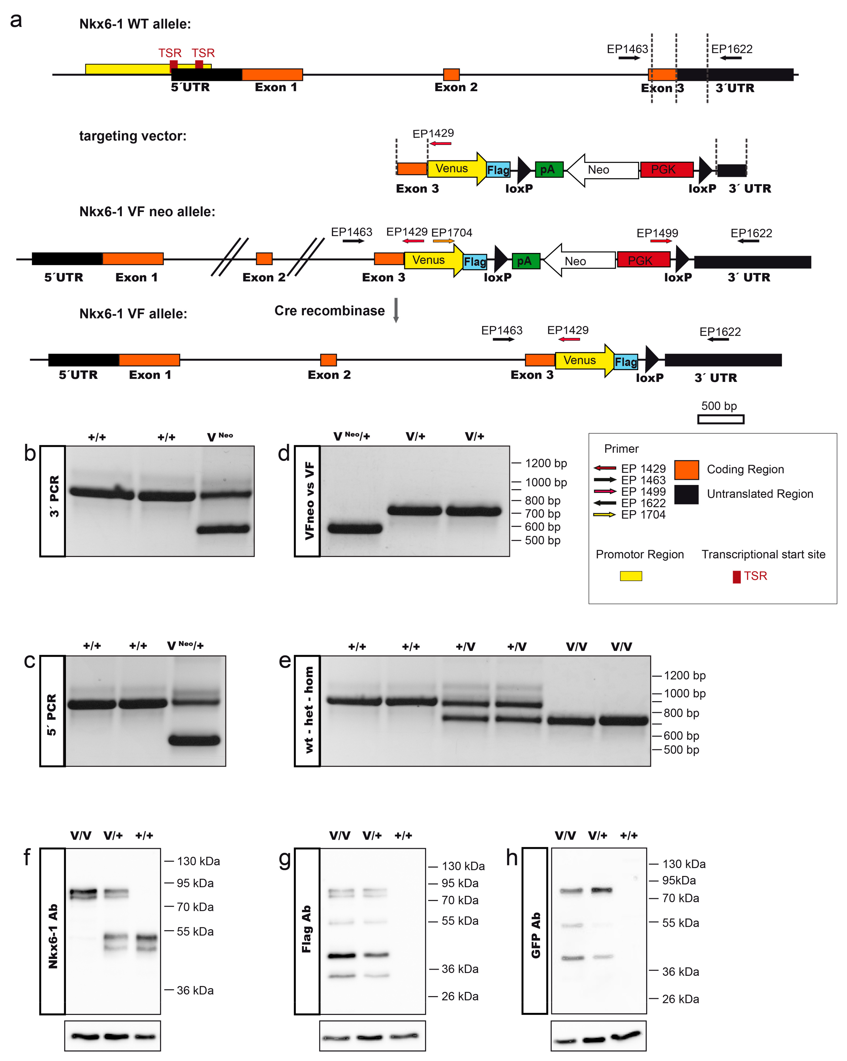 Ijms 22 03434 g001 Ijms 22 03434 g001