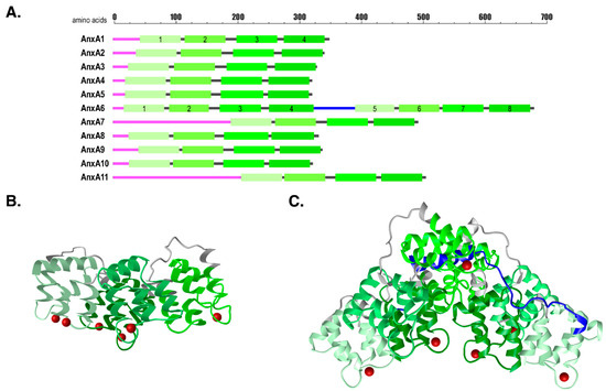The Mid-Cretaceous Tectonothermal Evolution of the