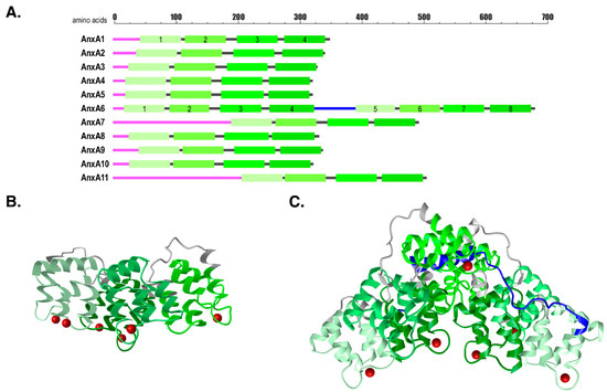 modstå arsenal Kilimanjaro IJMS | Free Full-Text | Annexin Animal Models—From Fundamental Principles  to Translational Research | HTML