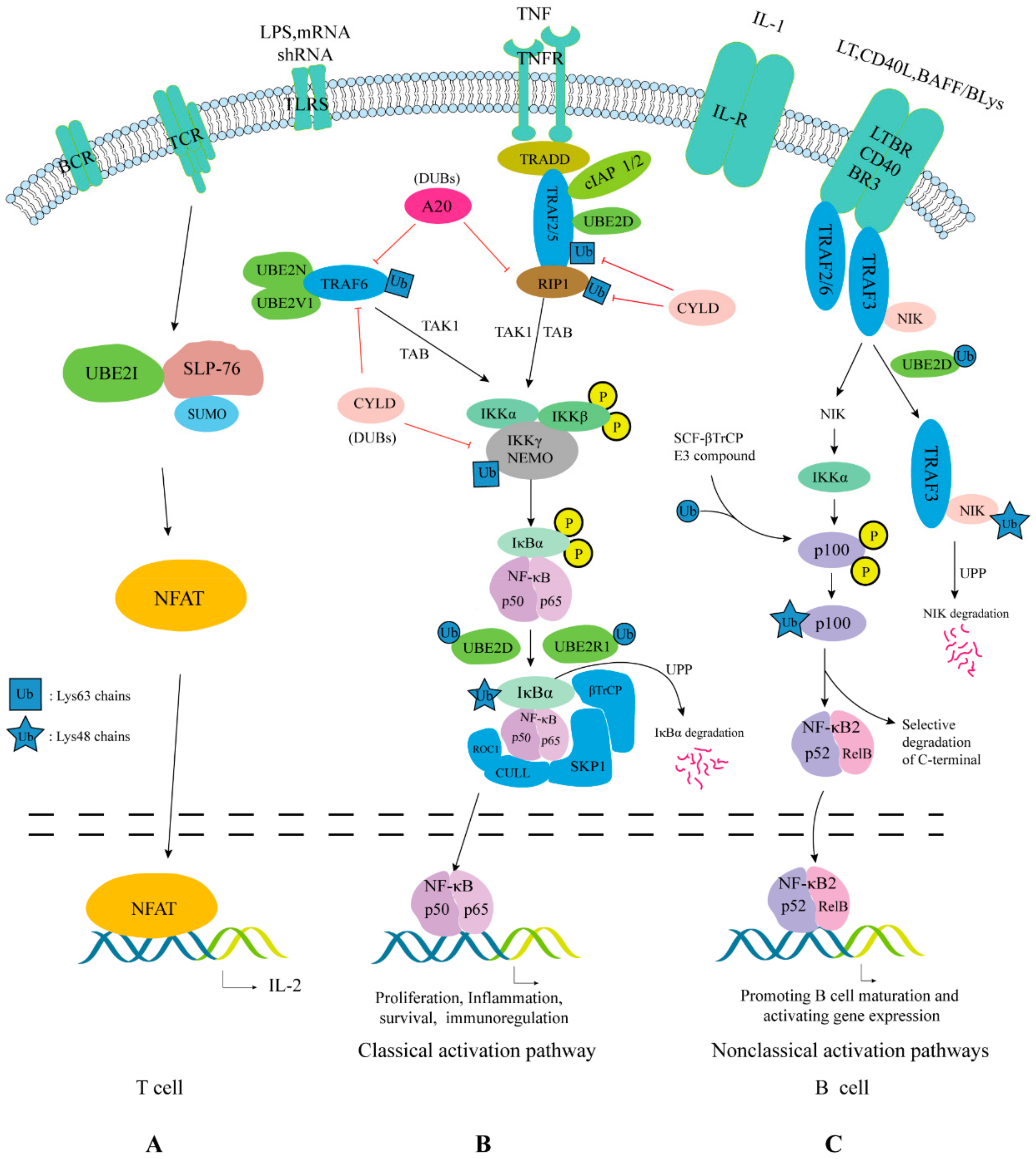 Ijms 22 03440 g005 Ijms 22 03440 g005