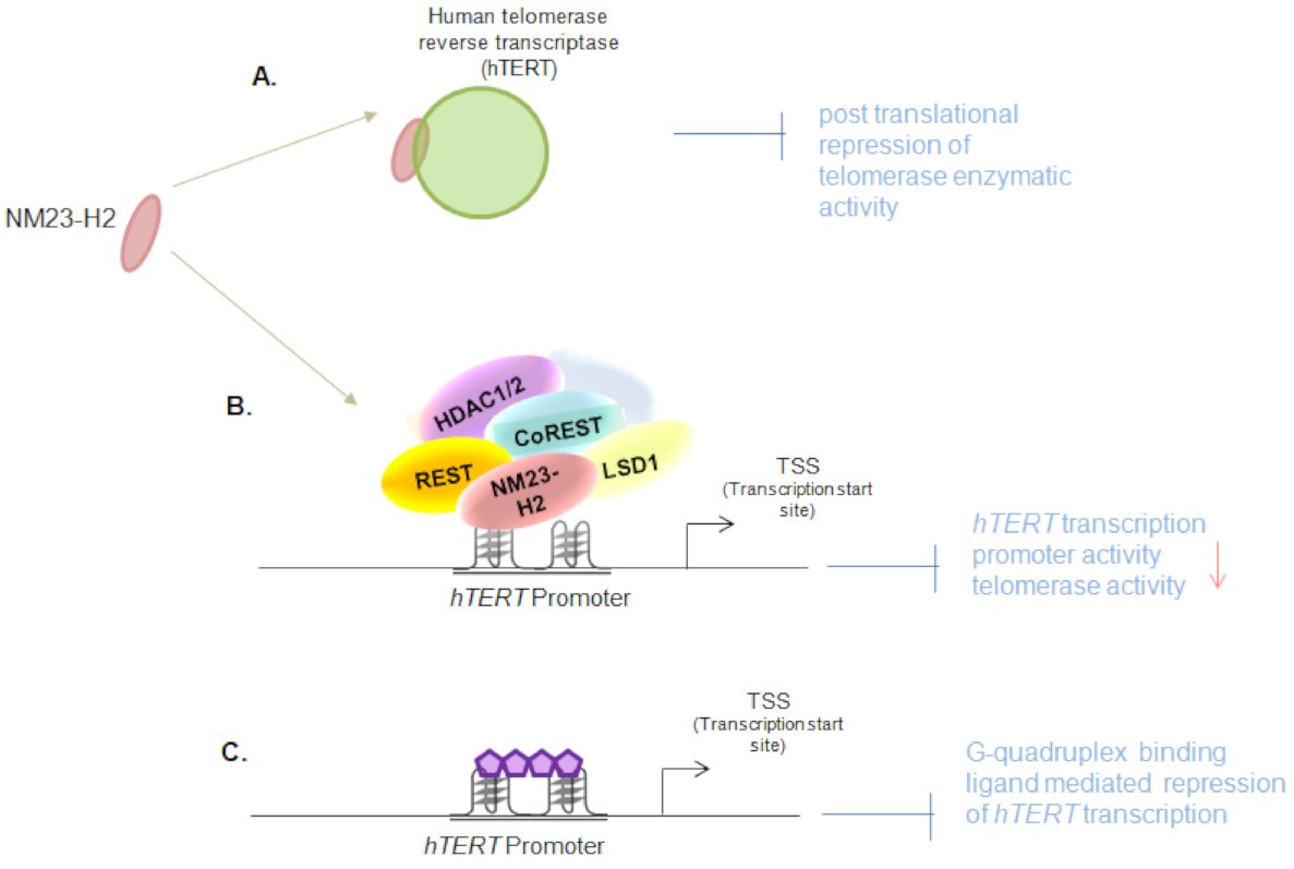 Ijms 22 03457 g002 Ijms 22 03457 g002