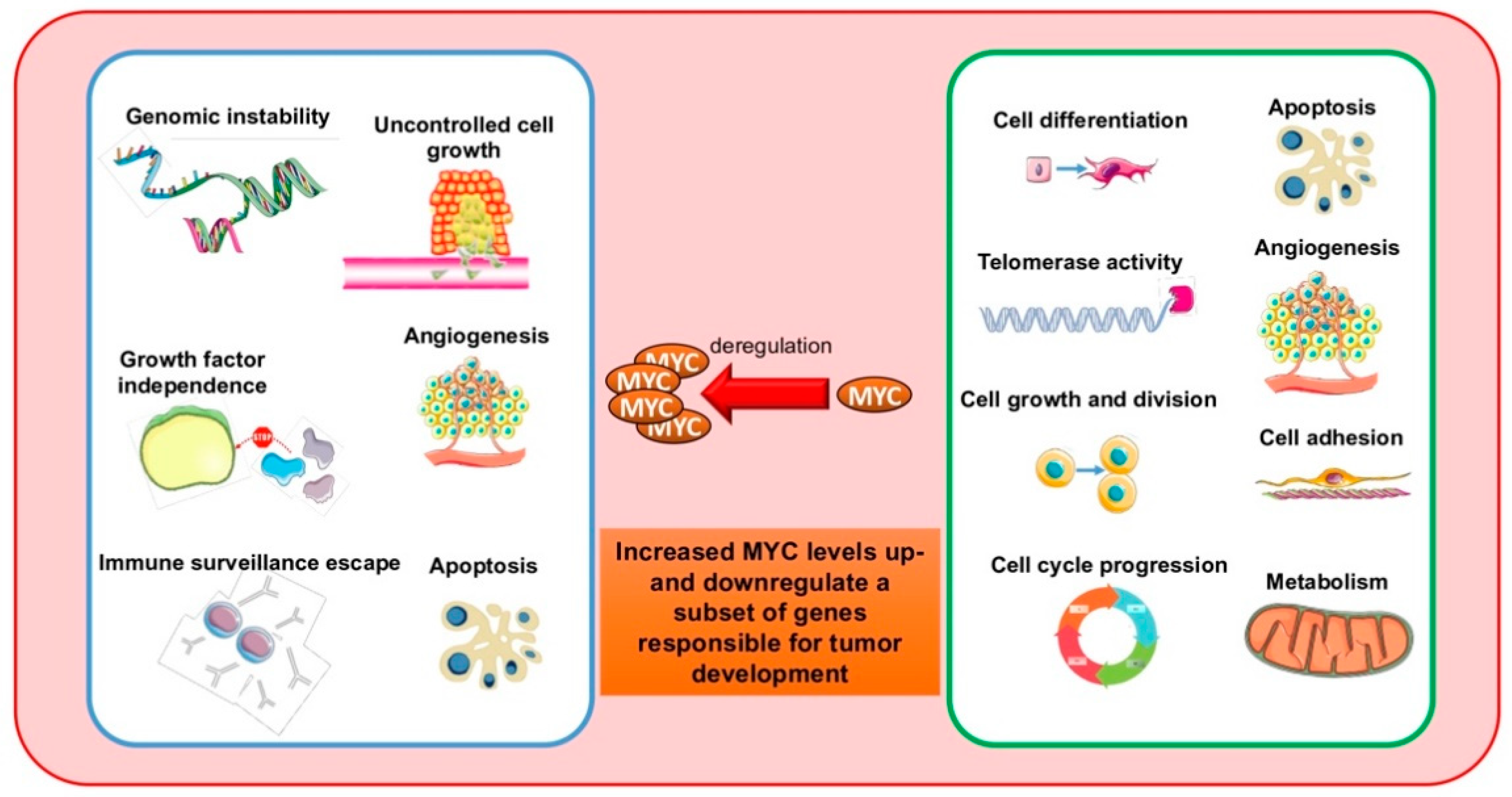 Gene Transactivation and Transrepression in MYC-Driven Cancers