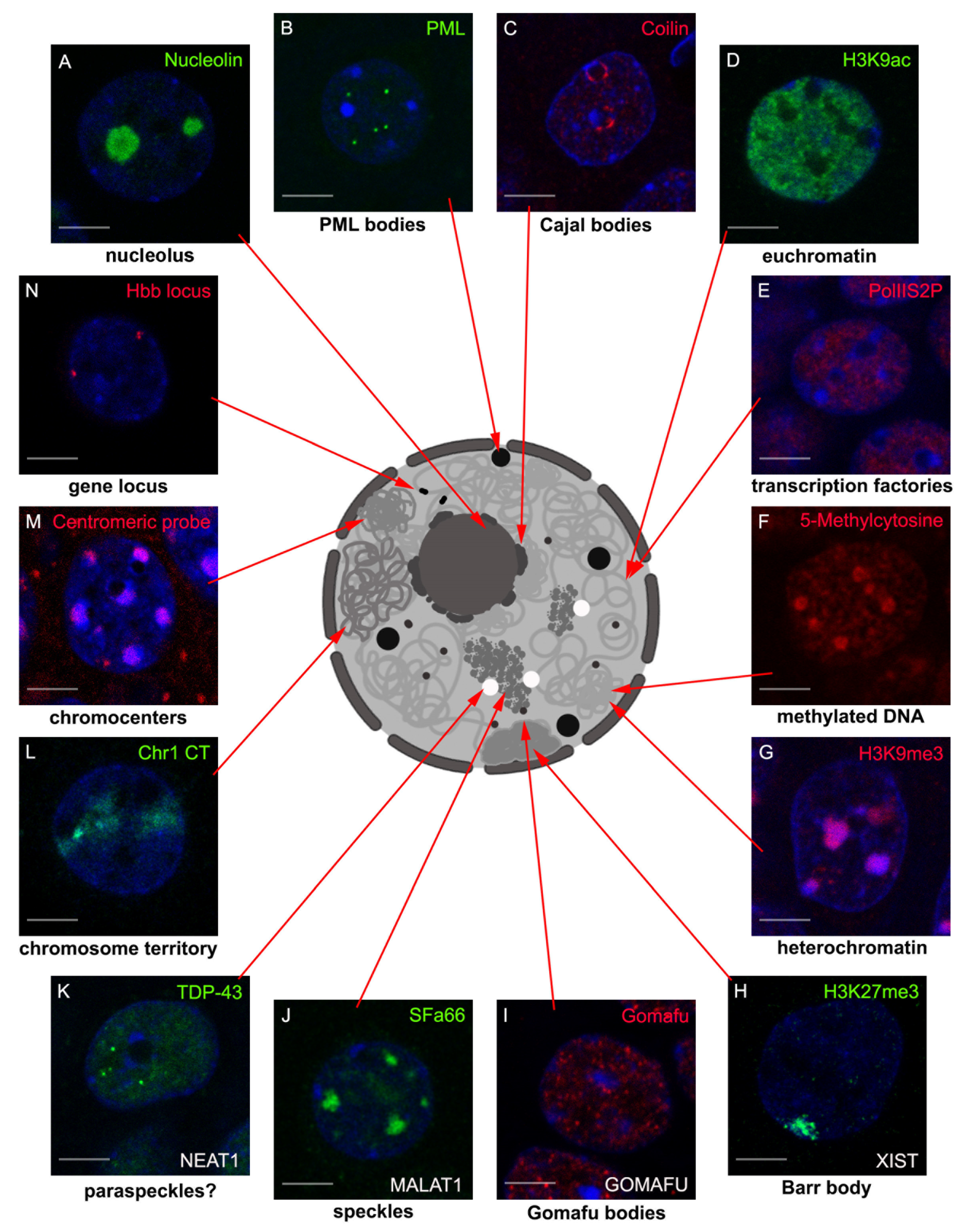 Ijms 22 03478 g001 Ijms 22 03478 g001