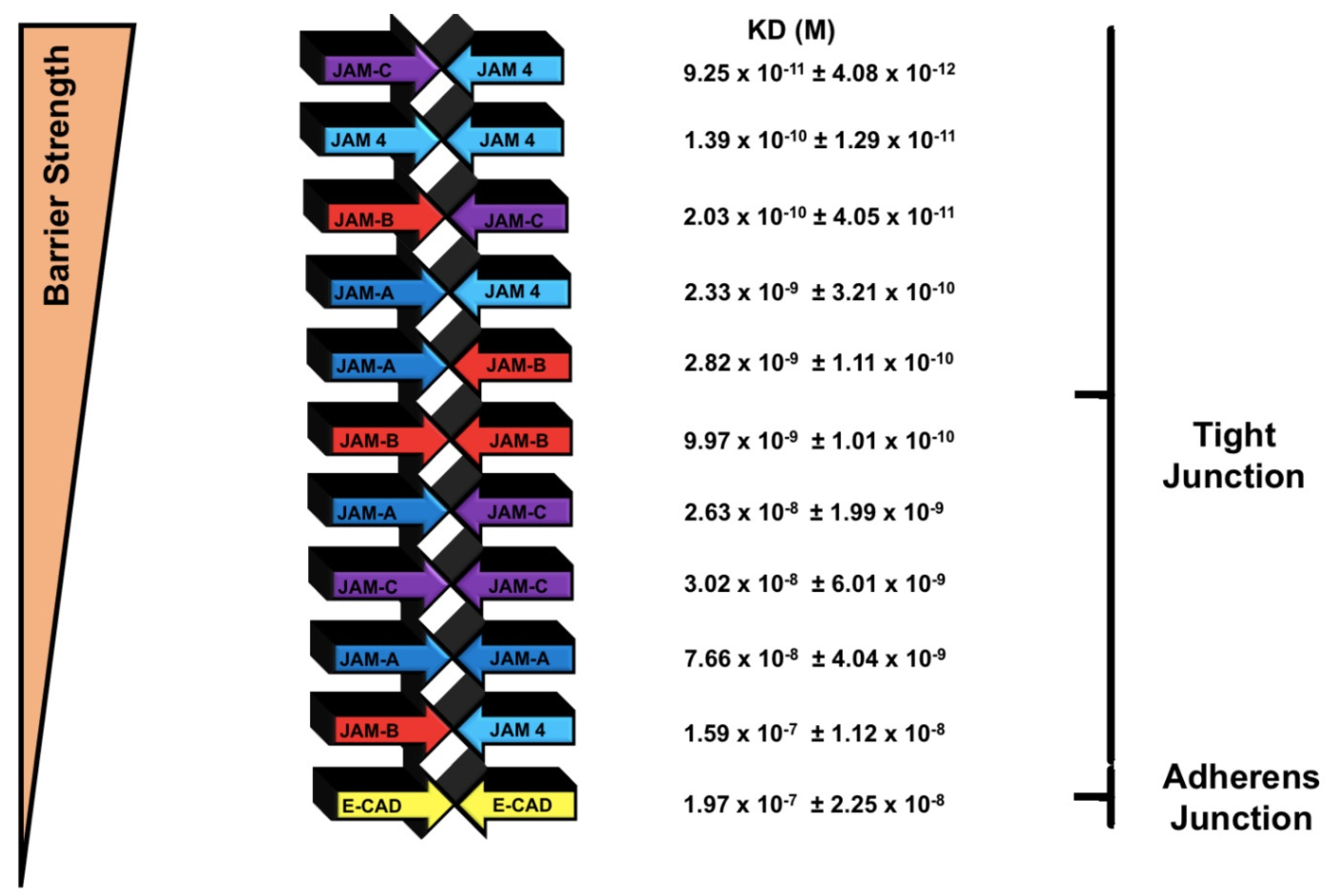 Ijms 22 03482 g005 Ijms 22 03482 g005