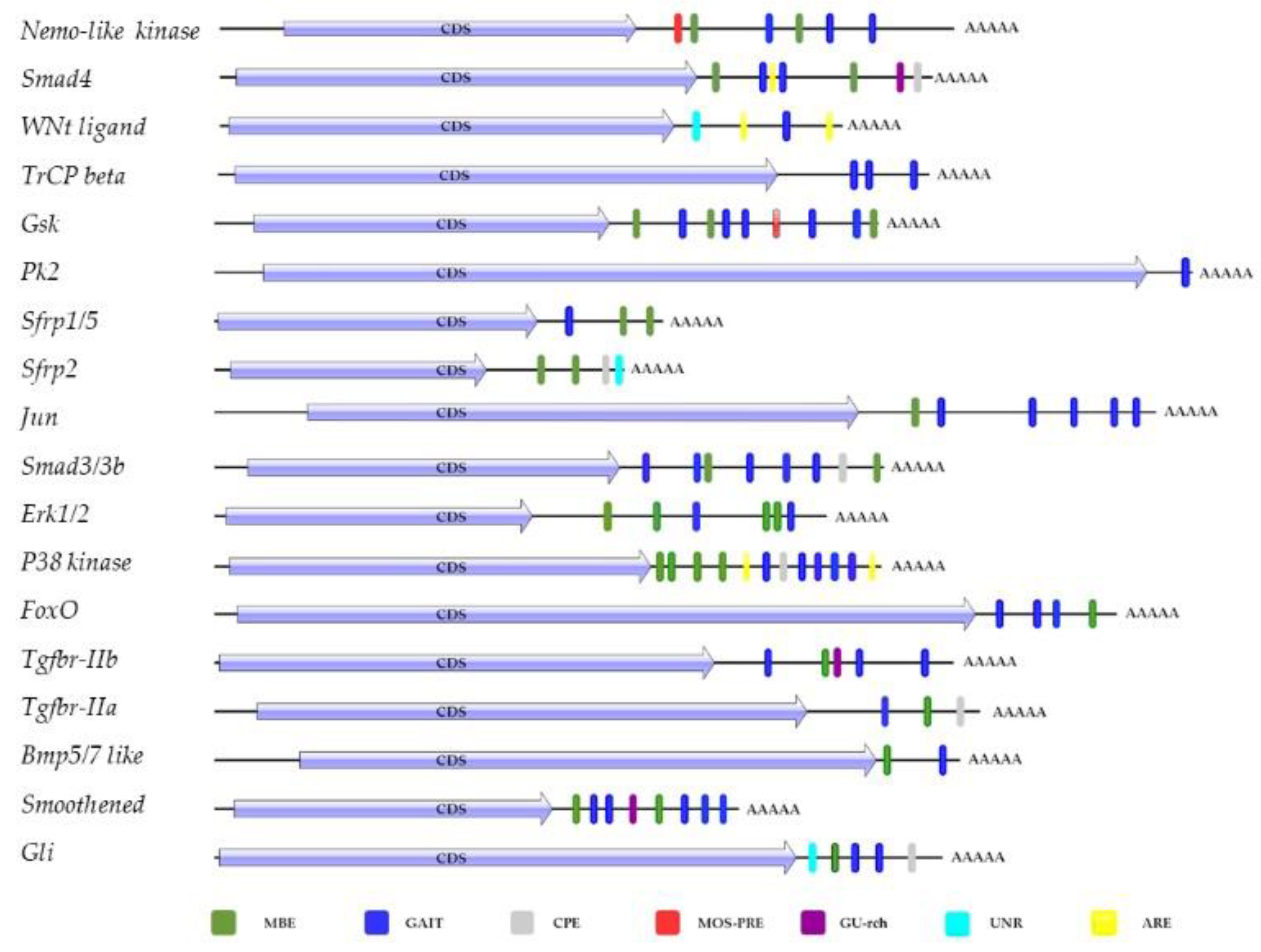 IJMS | Free Full-Text | ceRNA Network Regulation of TGF-β, WNT, FOXO ...