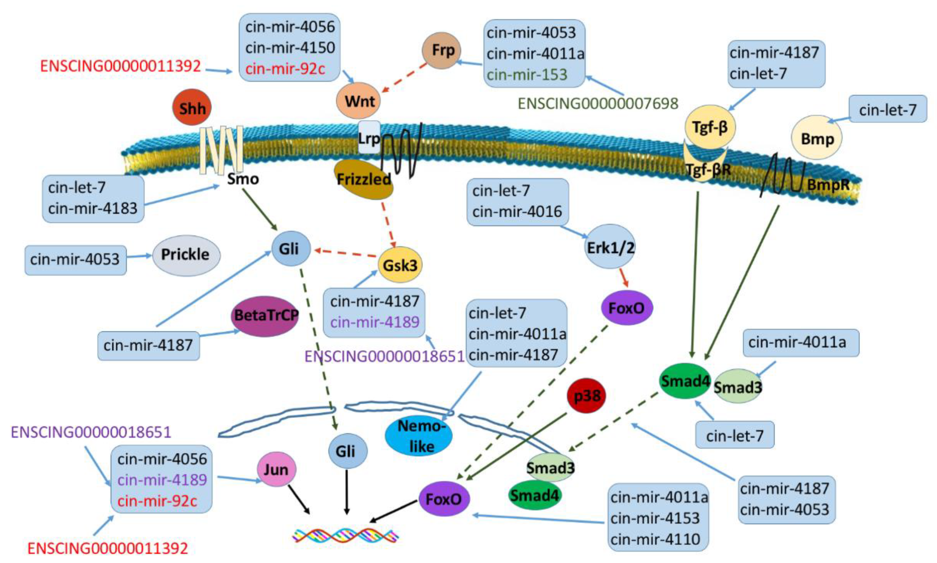 Ijms 22 03497 g008 Ijms 22 03497 g008
