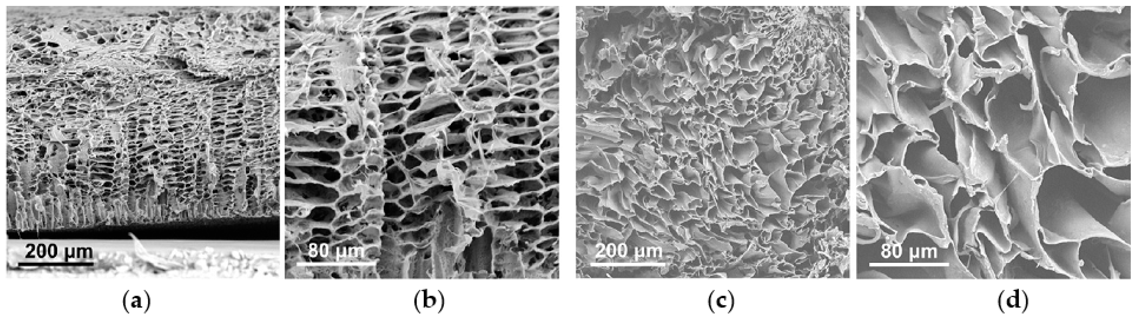 Ijms 22 03504 g003 Ijms 22 03504 g003