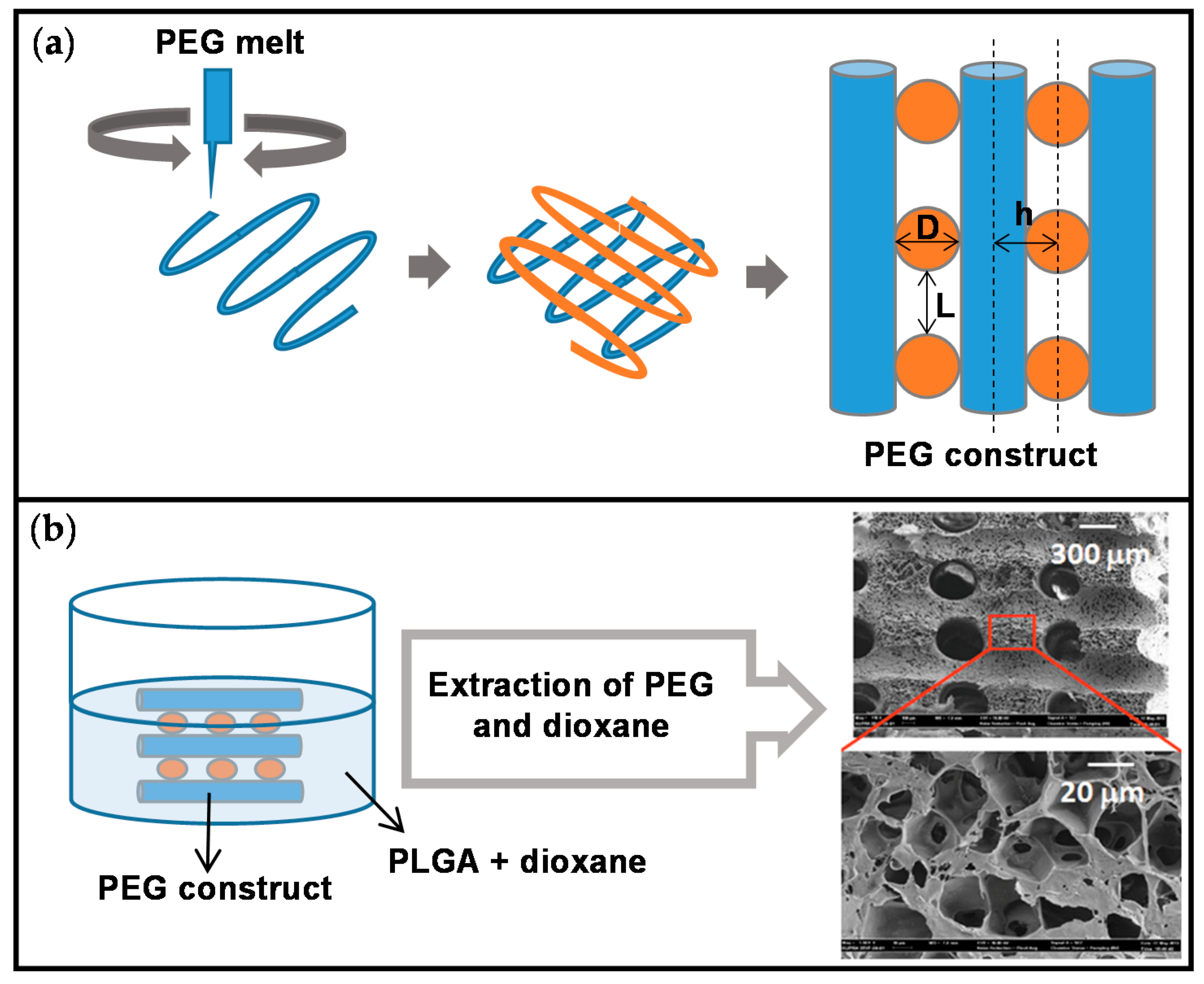 Ijms 22 03504 g007 Ijms 22 03504 g007
