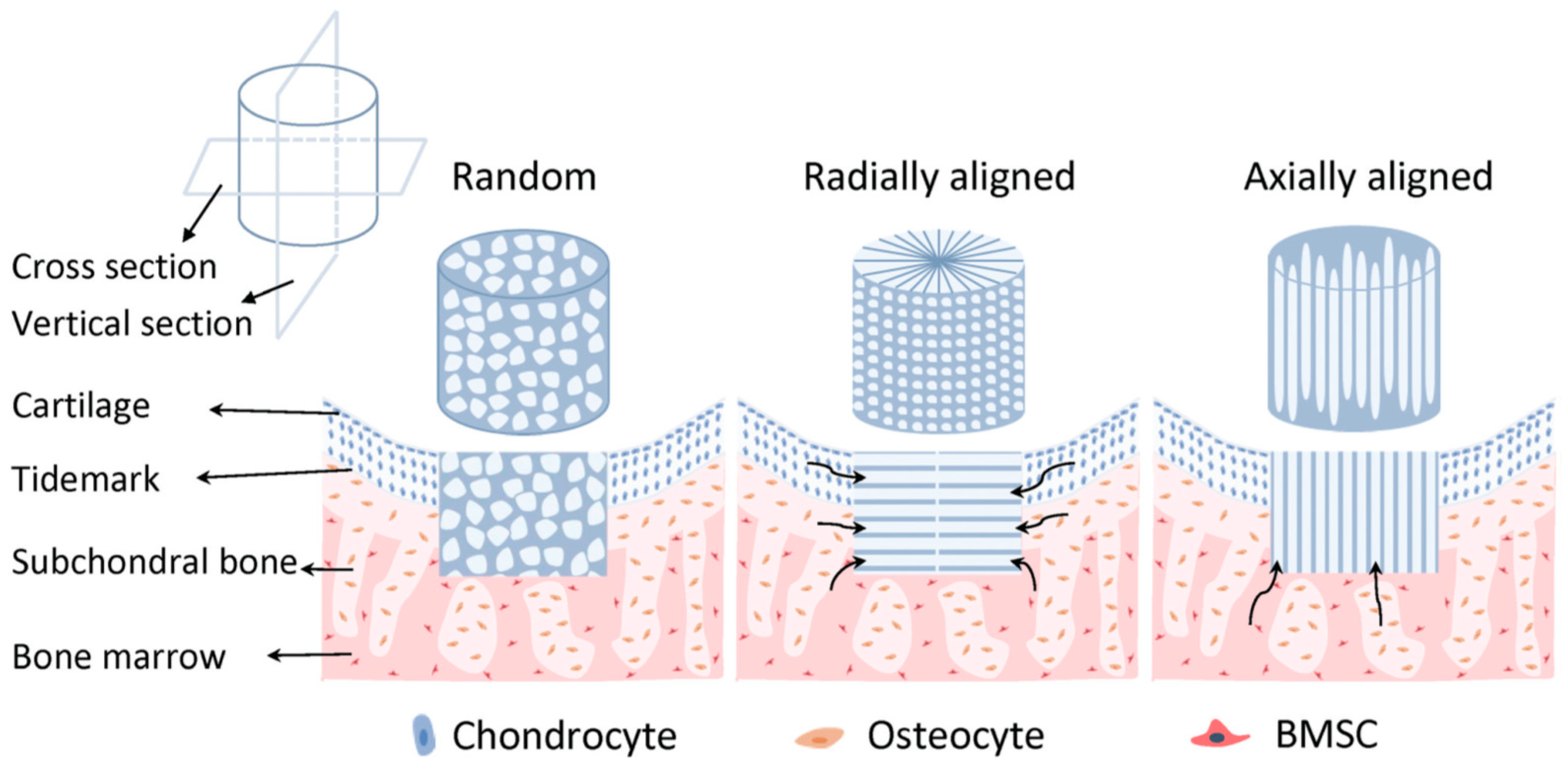 Ijms 22 03504 g019 Ijms 22 03504 g019