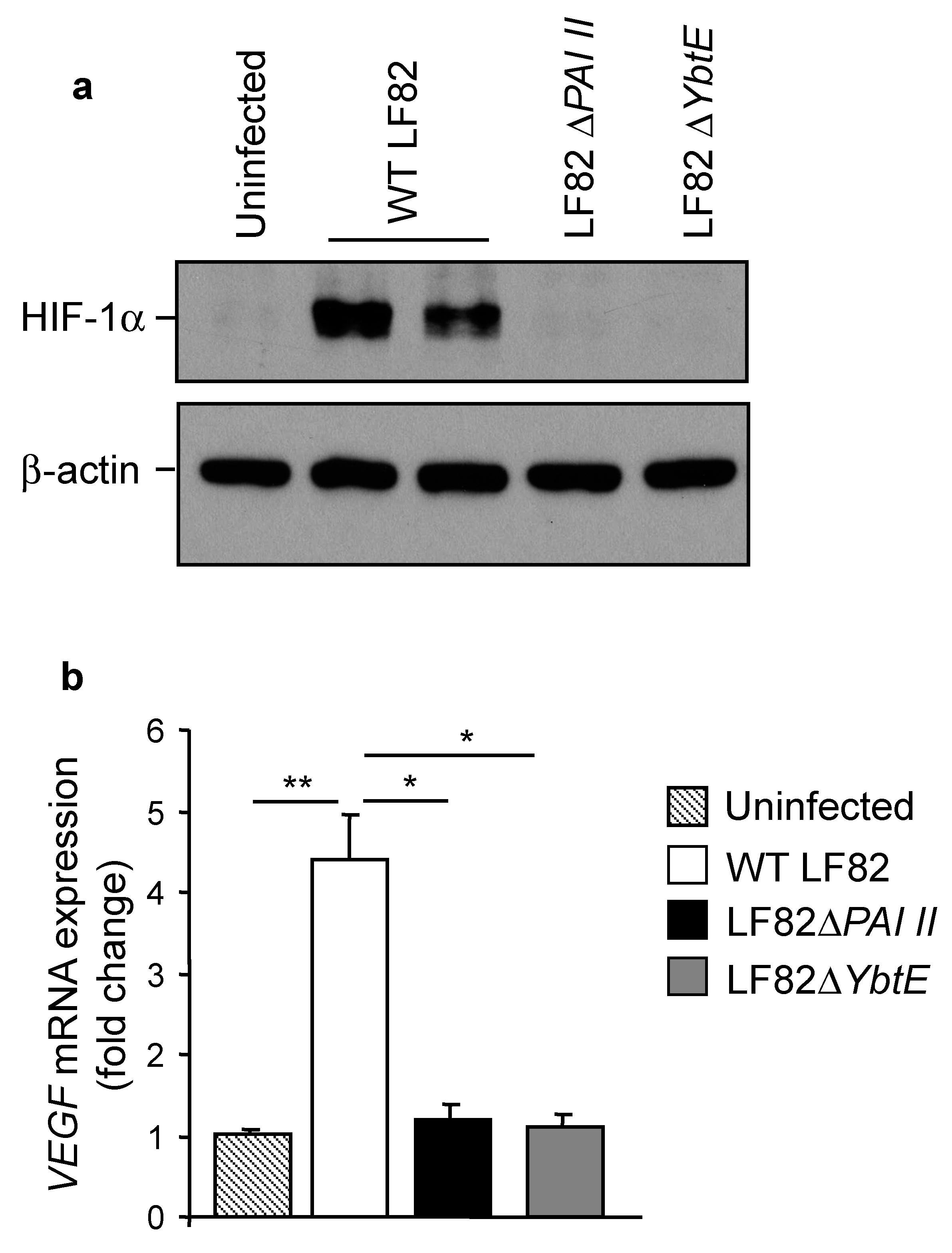 Ijms 22 03512 g004 Ijms 22 03512 g004