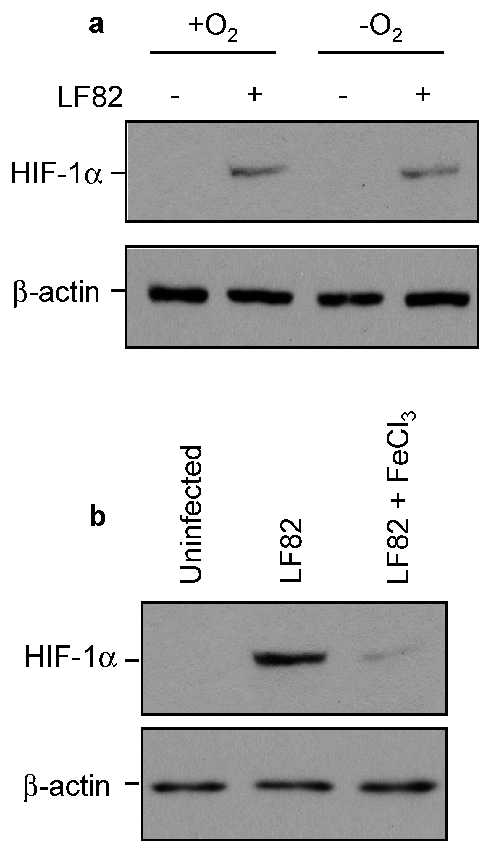 Ijms 22 03512 g005 Ijms 22 03512 g005