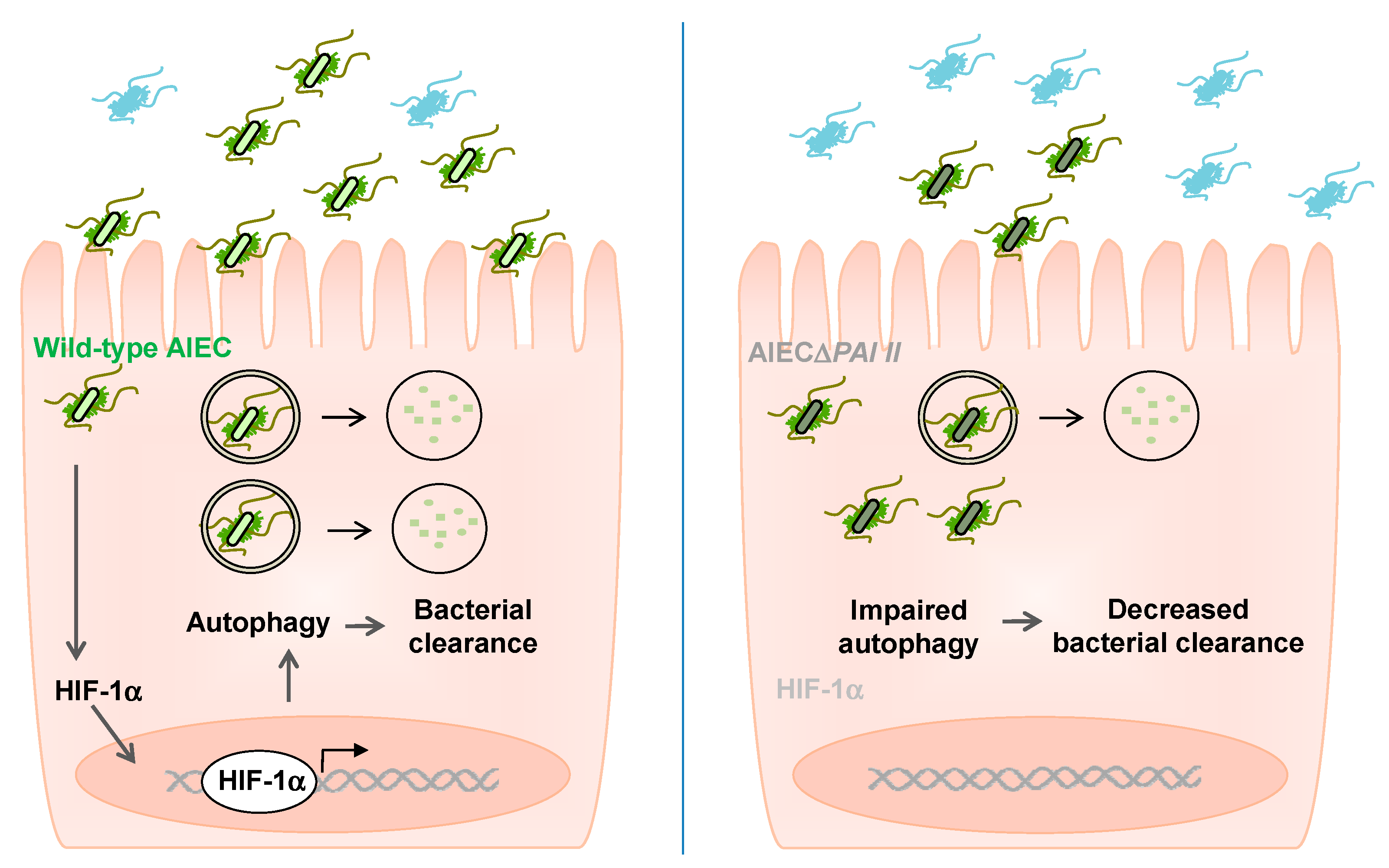 Ijms 22 03512 g007 Ijms 22 03512 g007