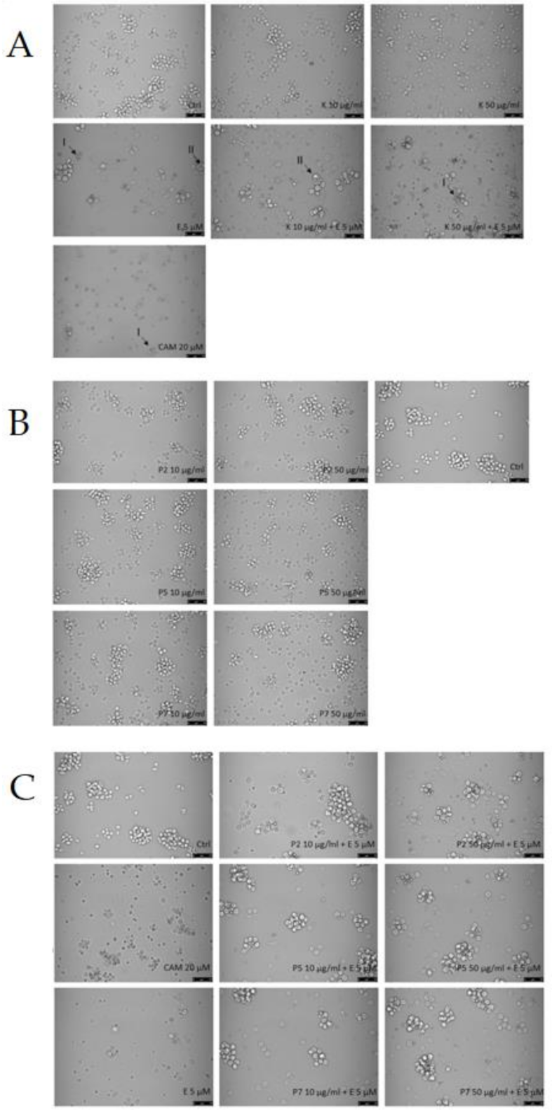 Ijms 22 03520 g003 Ijms 22 03520 g003